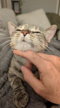 Enlarge Gidget, a Adoptable mixed breed in New Orleans, LA image 3/3