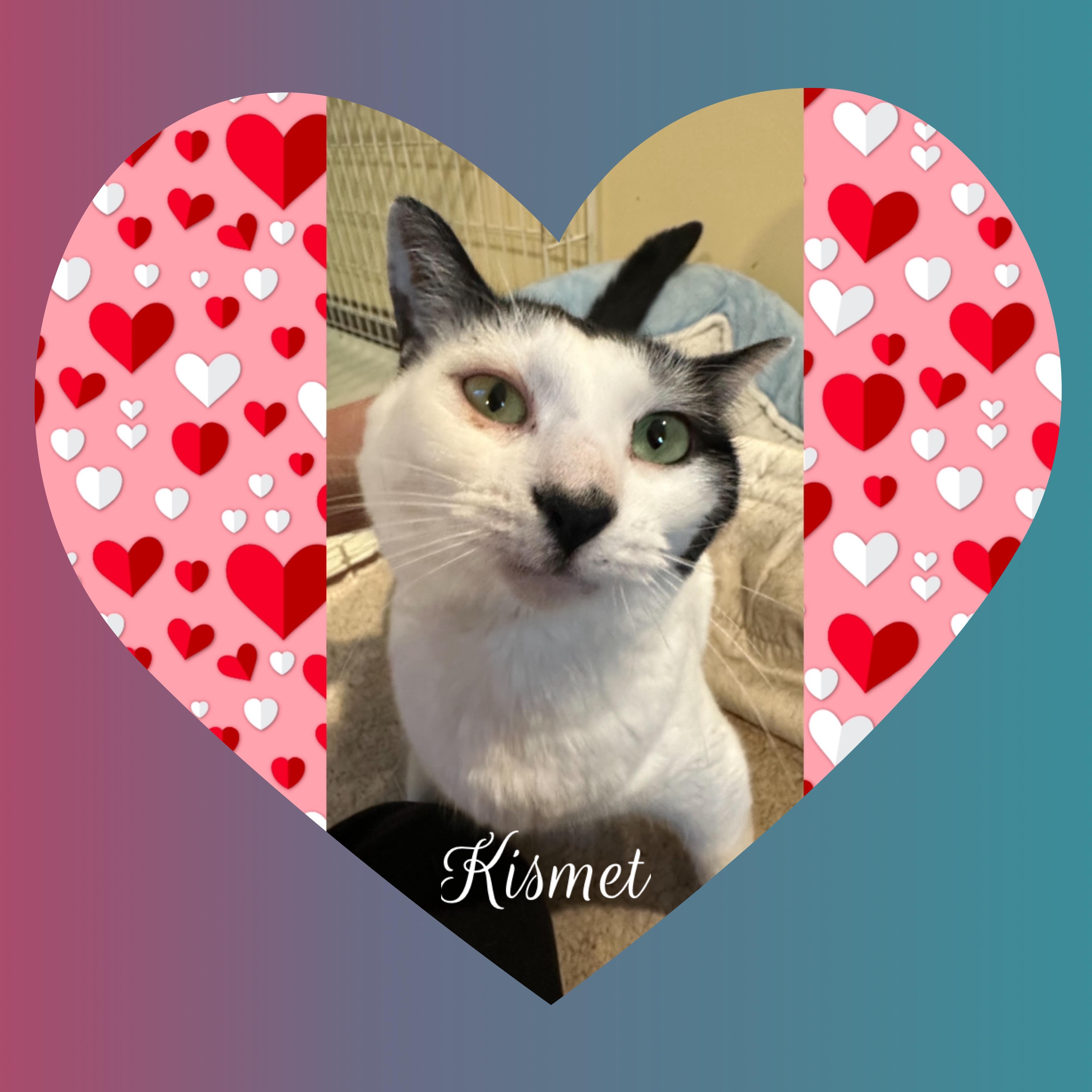 Kizmet, Adoptable, Adult Female Domestic Short Hair.