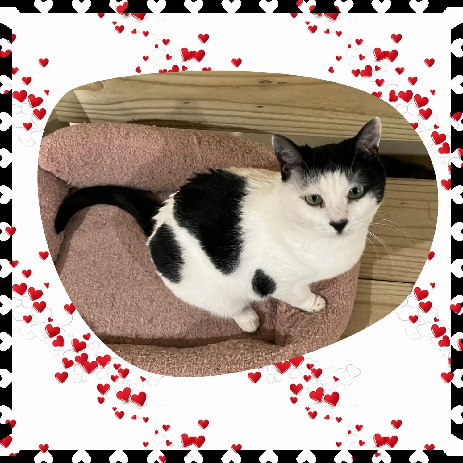 Kizmet, a Adoptable Domestic Short Hair in Franklinville, NJ image 2/2