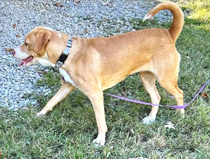 Enlarge COWGIRL & PRETTY PRETTY, a Adoptable Mixed Breed in Pegram, TN image 2/2
