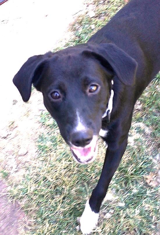 COWGIRL & PRETTY PRETTY, Adoptable, Young Female Mixed Breed.
