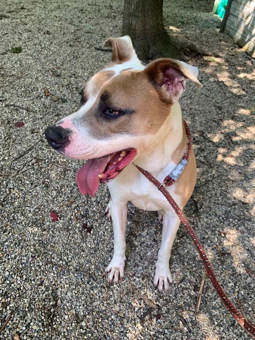 Enlarge Ava, a Adoptable mixed breed in fennville, MI image 2/6