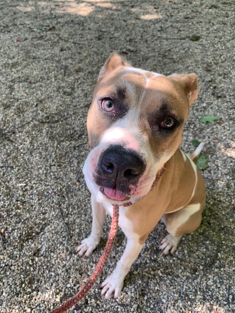 Enlarge Ava, a Adoptable mixed breed in fennville, MI image 5/6