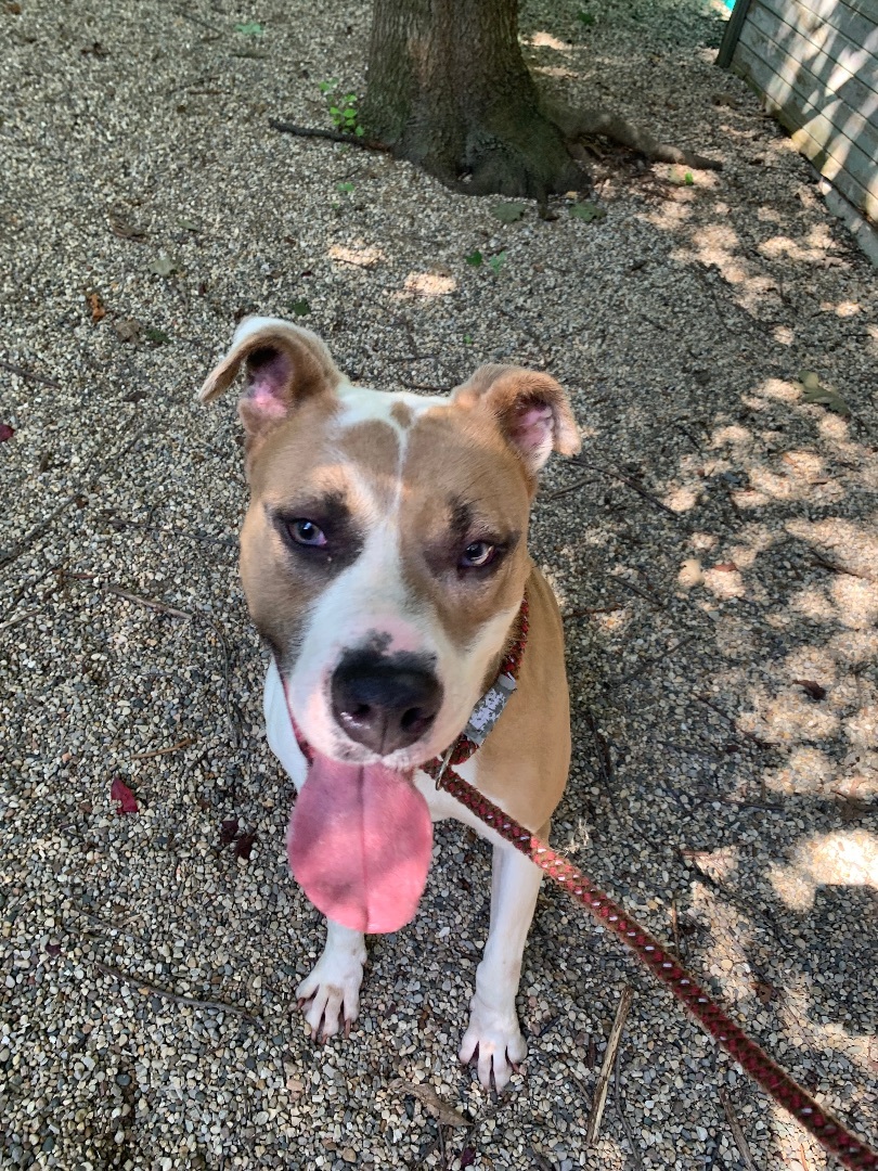 Ava, Adoptable, Adult Female American Staffordshire Terrier & Mastiff.