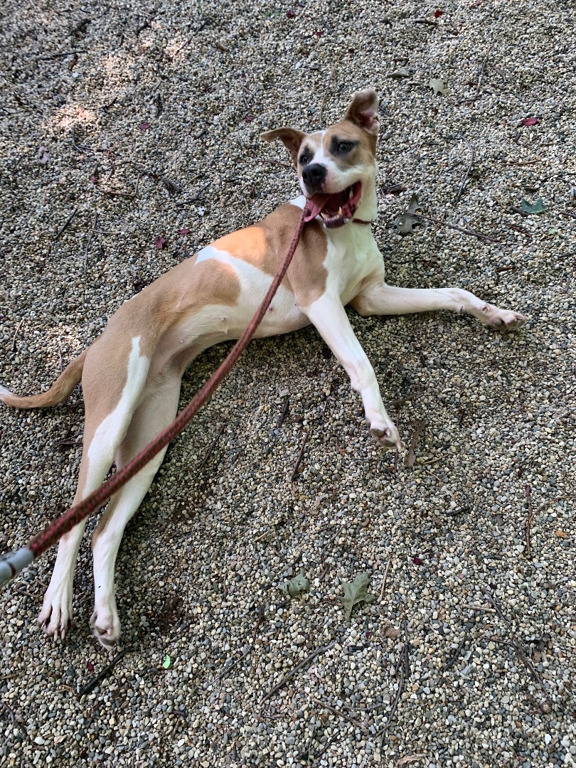 Enlarge Ava, a Adoptable mixed breed in fennville, MI image 4/6