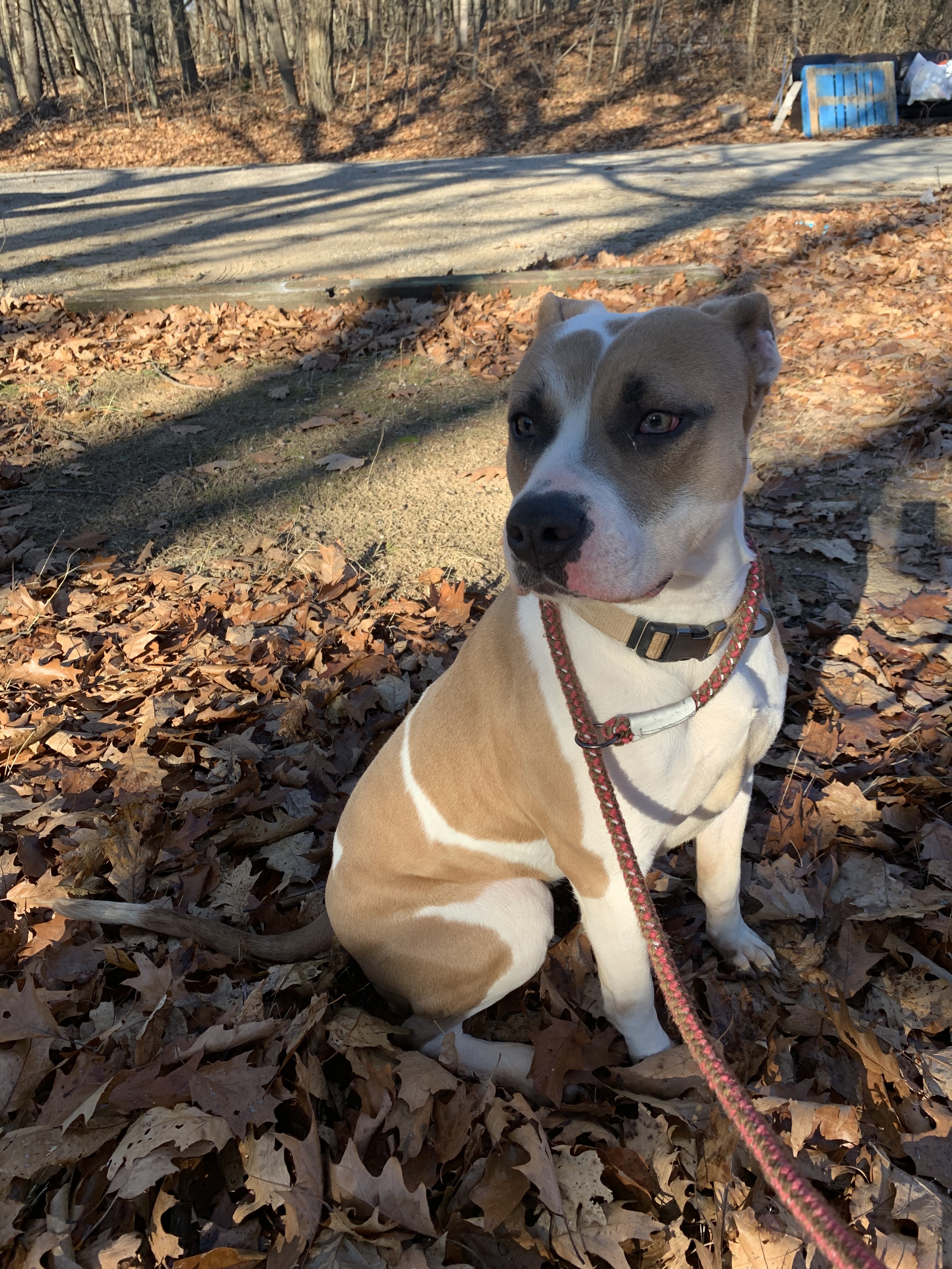 Enlarge Ava, a Adoptable mixed breed in fennville, MI image 3/6