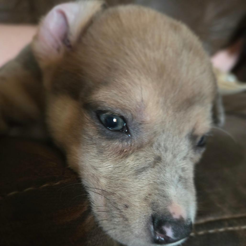 Buck, Adoptable, Puppy Male Australian Cattle Dog / Blue Heeler & Mixed Breed.