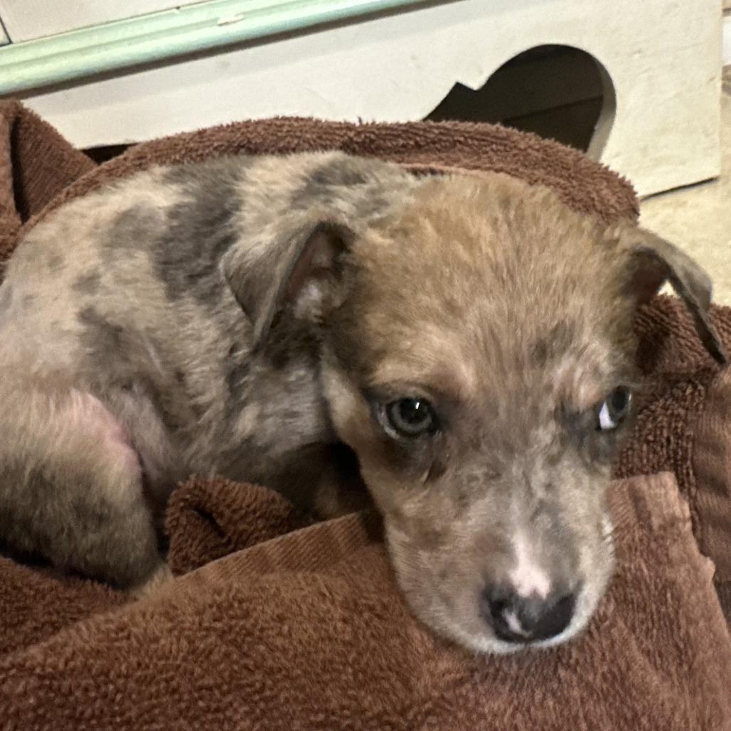 Enlarge Buck, a Adoptable mixed breed in Peculiar, MO image 2/6