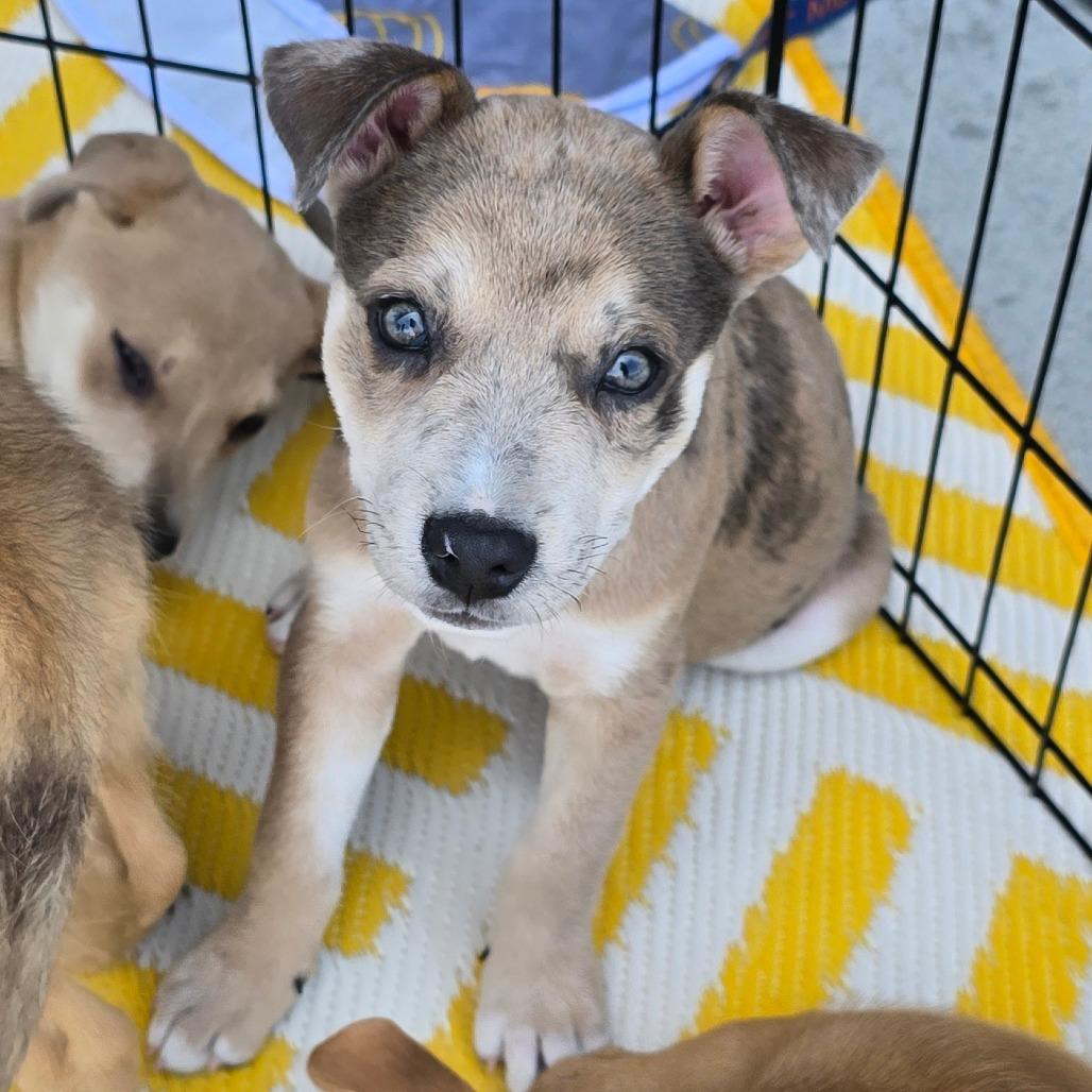 Enlarge Buck, a Adoptable mixed breed in Peculiar, MO image 4/6