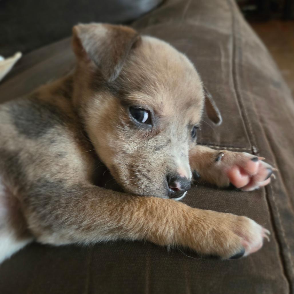 Enlarge Buck, a Adoptable mixed breed in Peculiar, MO image 5/6