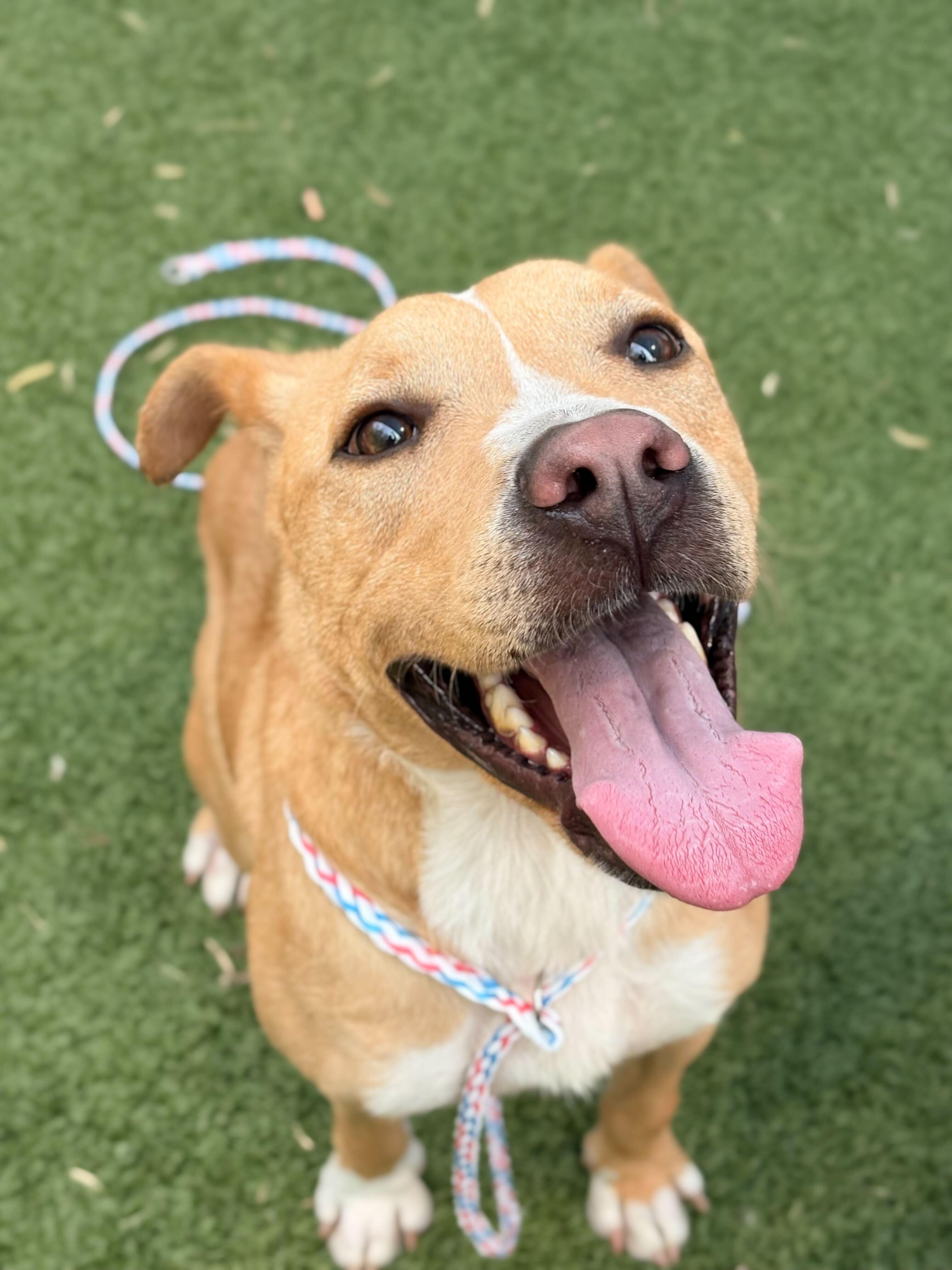 Sheldon, a Adoptable mixed breed in Portland, ME image 1/5