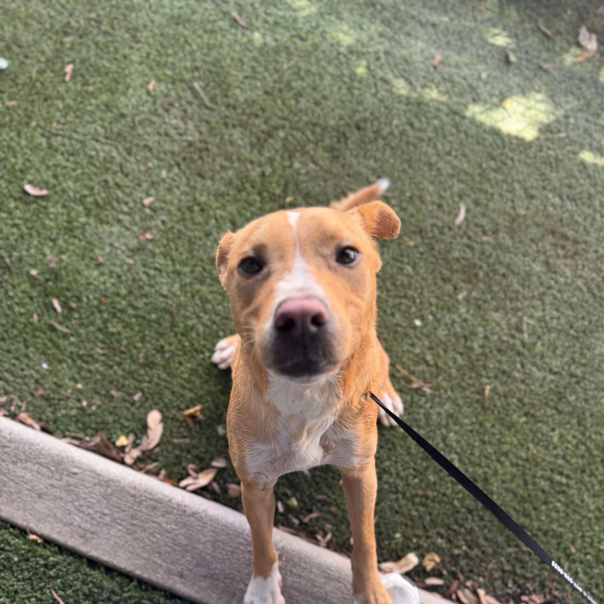 Sheldon, a Adoptable mixed breed in Portland, ME image 4/5