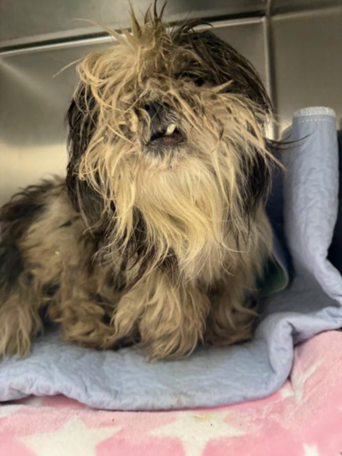 A210066, Adoptable, Adult Male Shih Tzu & Mixed Breed.