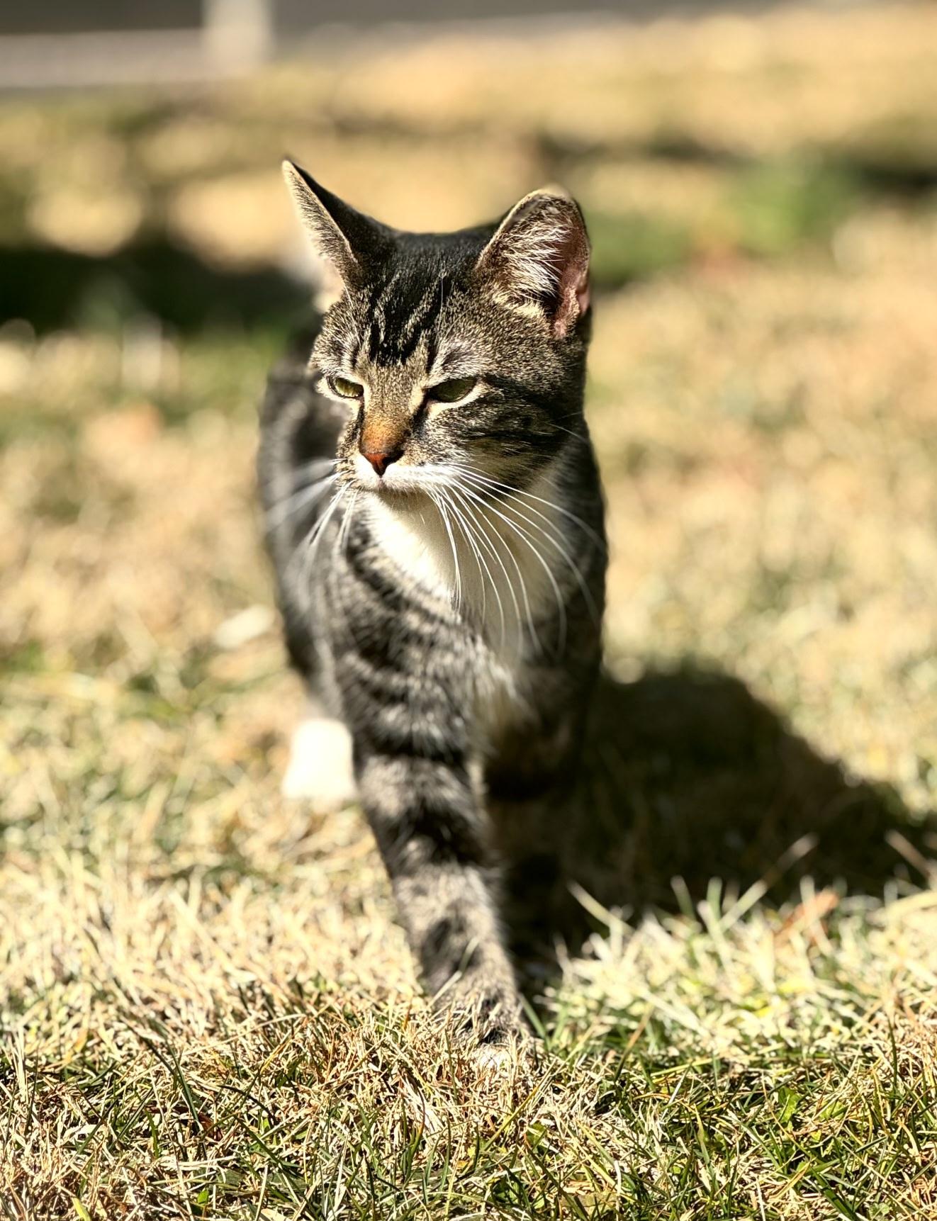 Enlarge Spence, an adopted mixed breed in Stanton, KY image 5/6