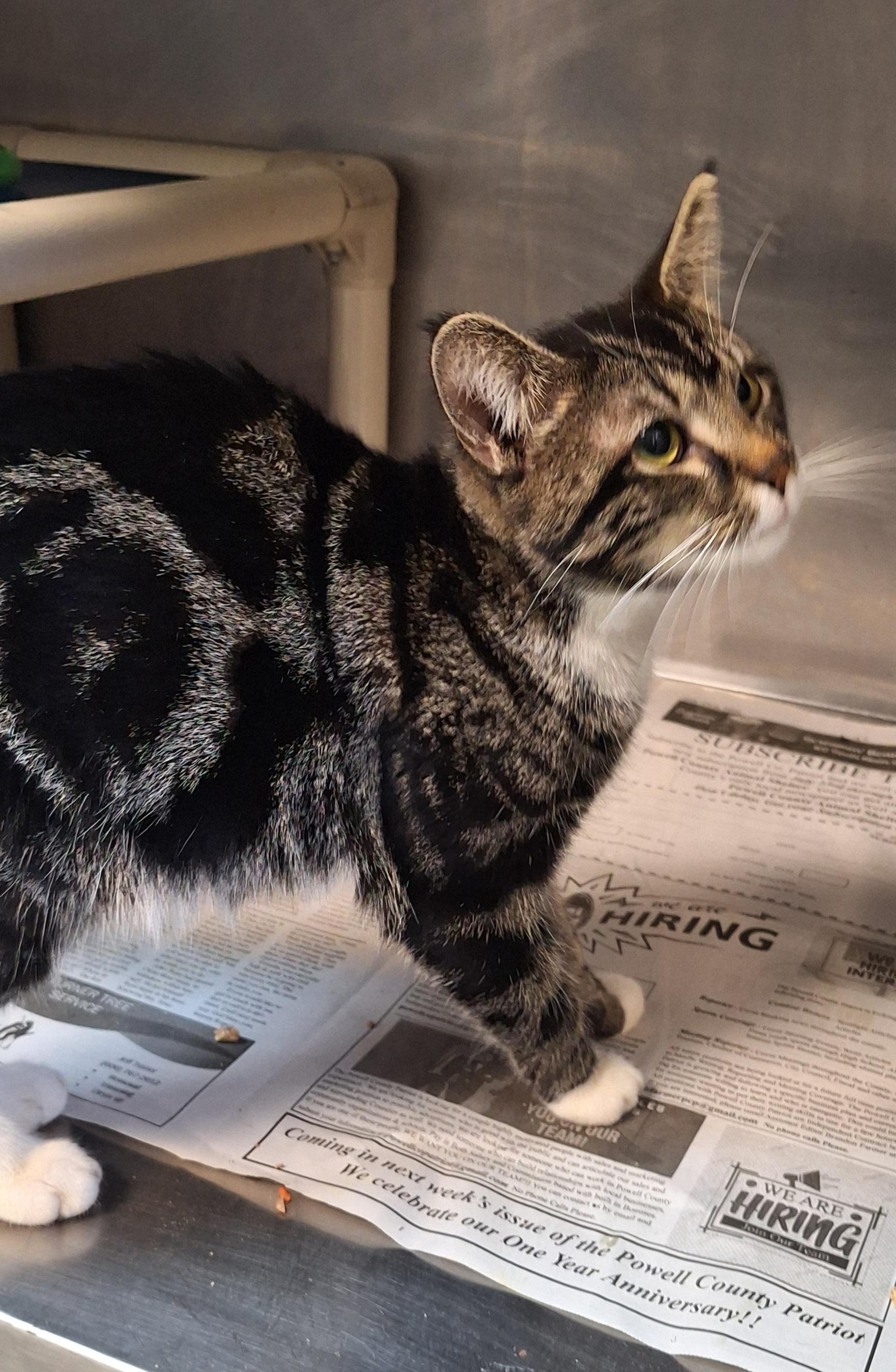 Enlarge Spence, an adopted mixed breed in Stanton, KY image 2/6