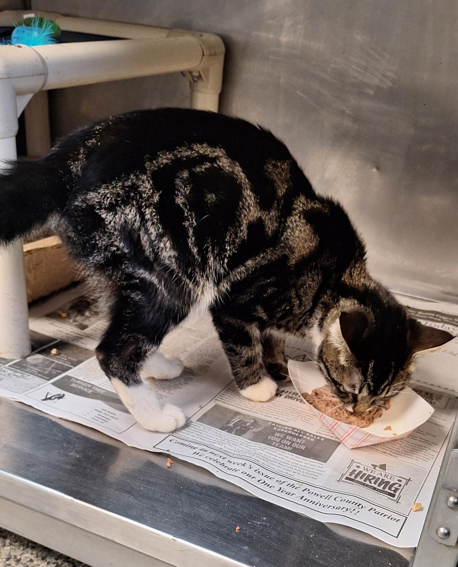 Enlarge Spence, an adopted mixed breed in Stanton, KY image 3/6