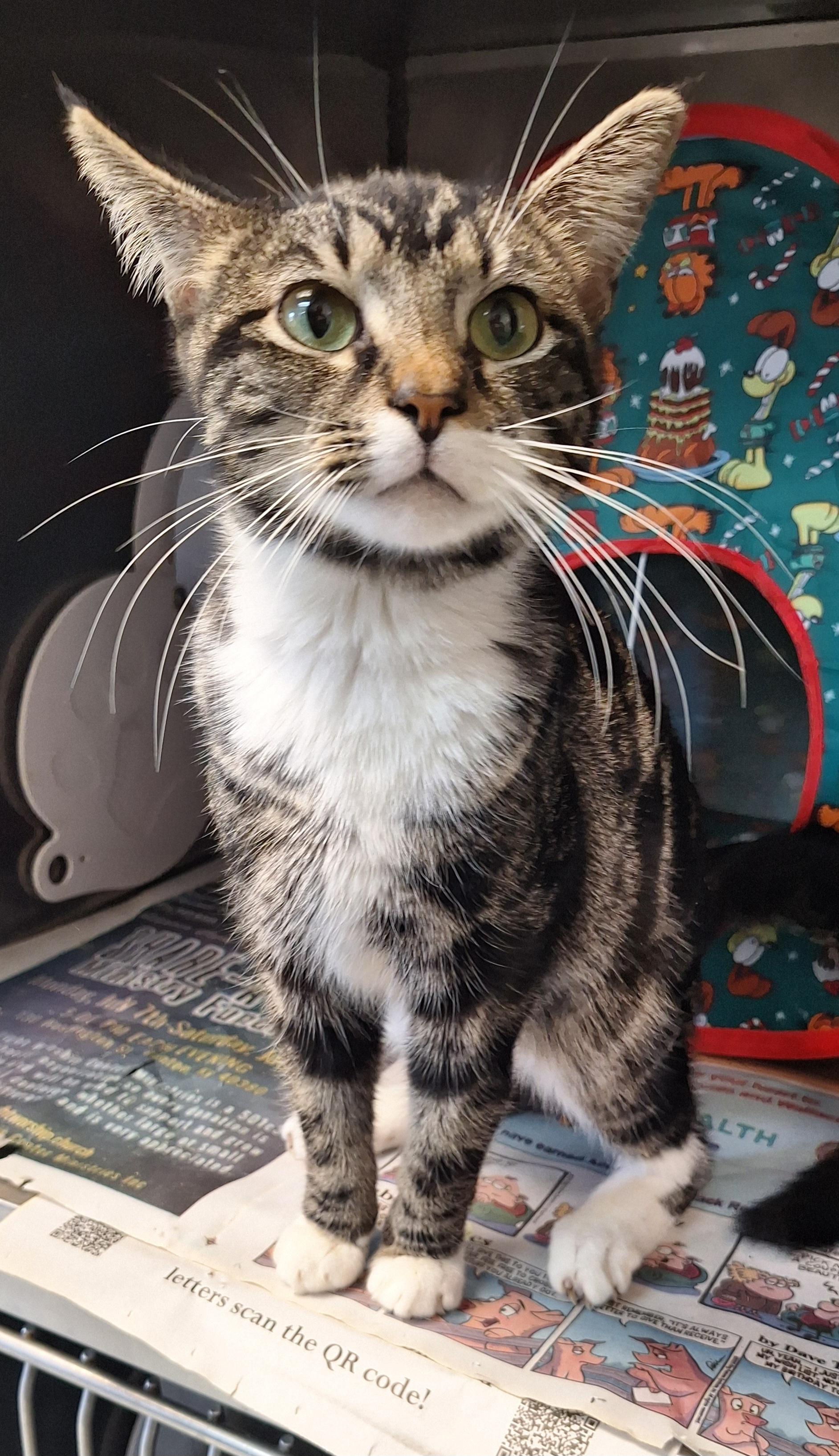 Enlarge Spence, an adopted mixed breed in Stanton, KY image 6/6