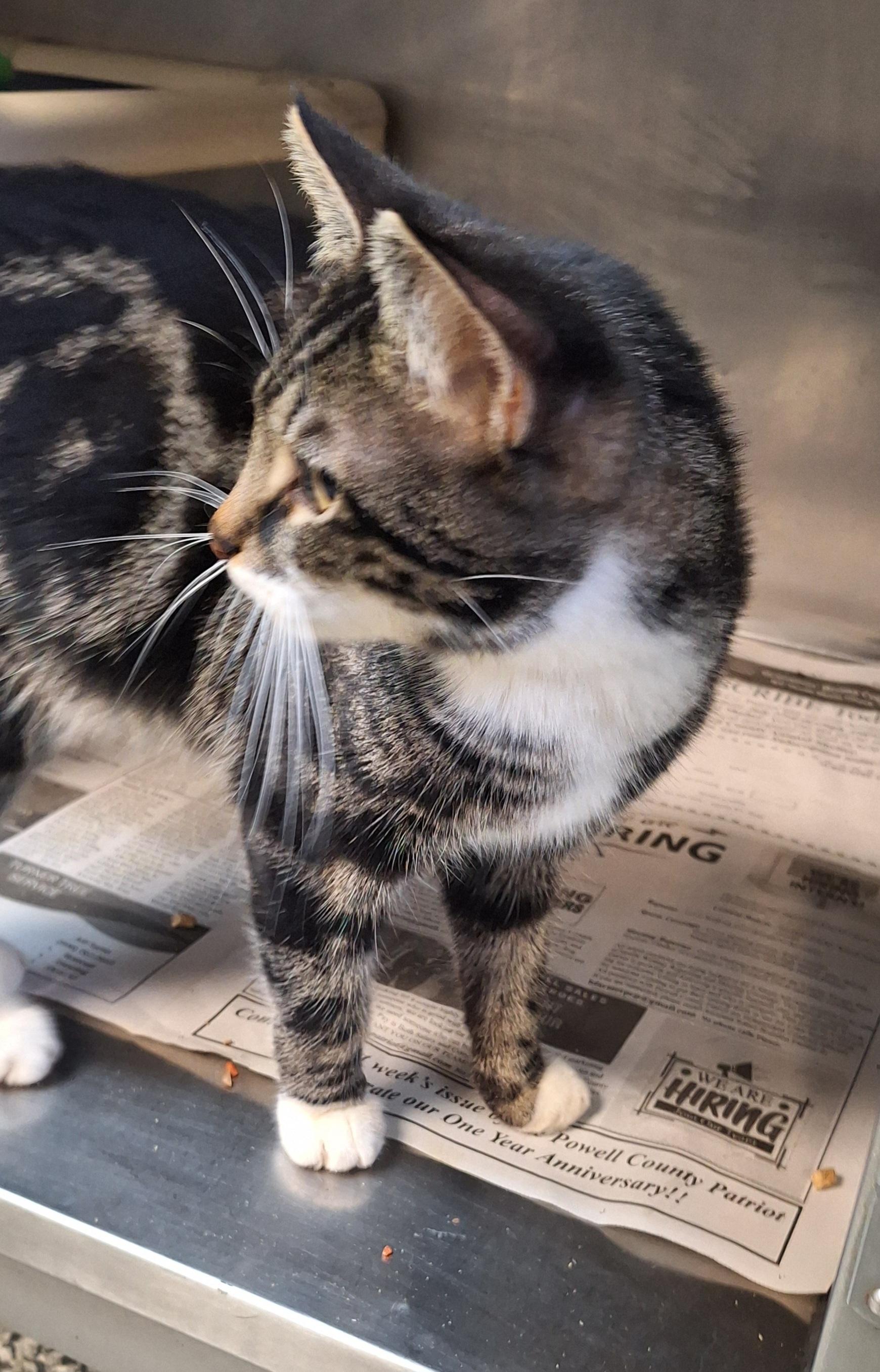 Enlarge Spence, an adopted mixed breed in Stanton, KY image 4/6