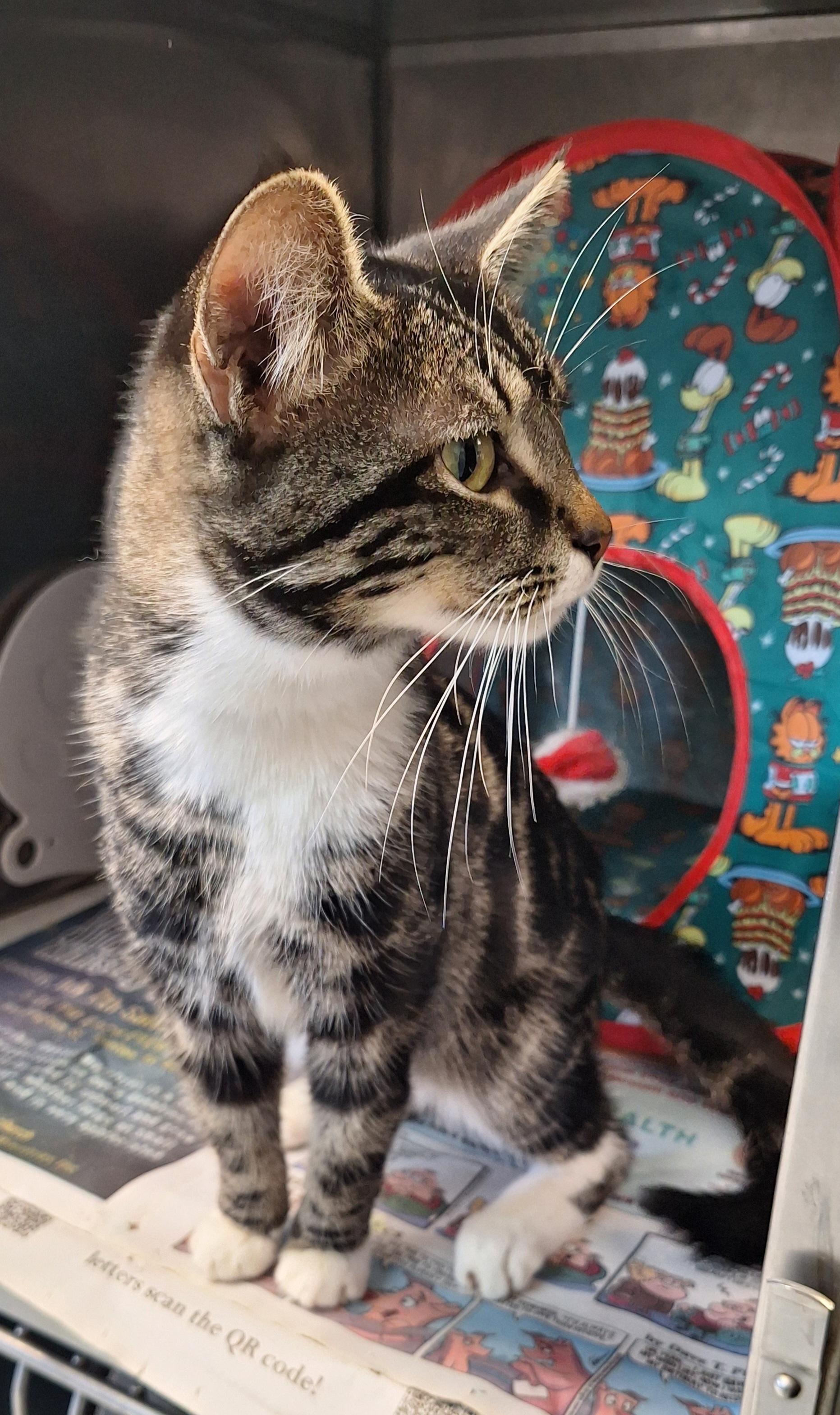 Enlarge Spence, an adopted mixed breed in Stanton, KY image 1/6