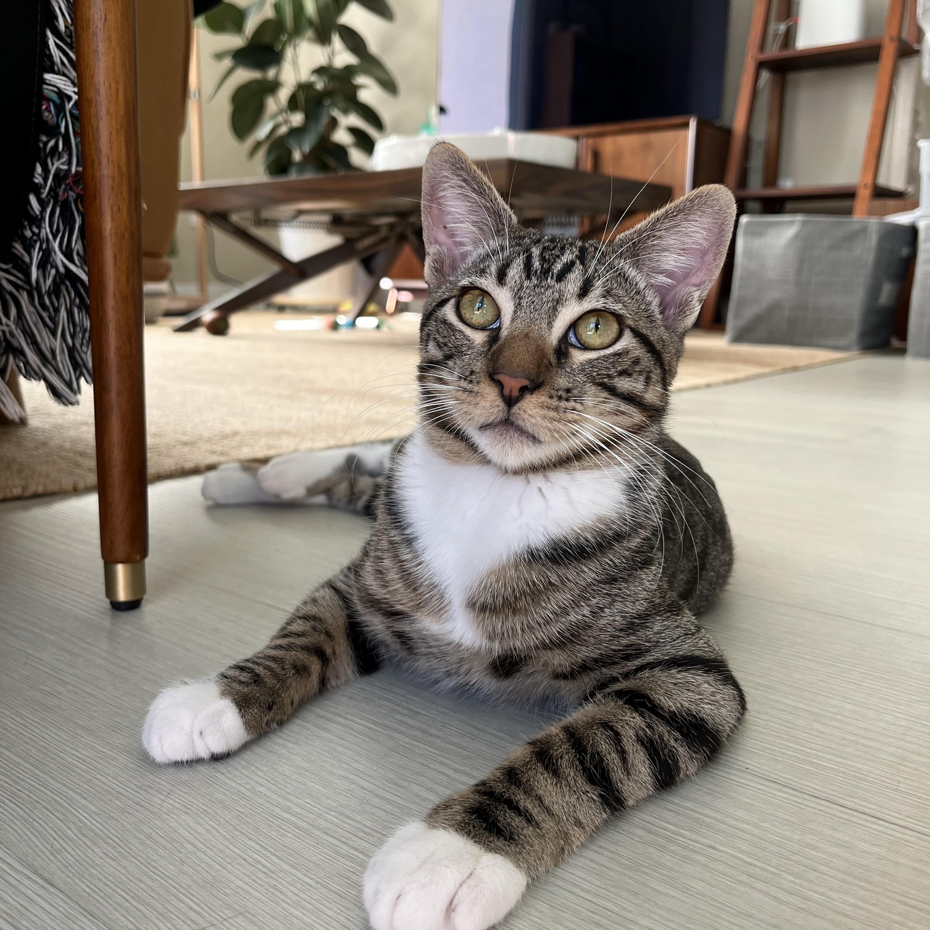 Enlarge Mickey, a ADOPTABLE Domestic Short Hair in Aliso Viejo, CA image 1/5