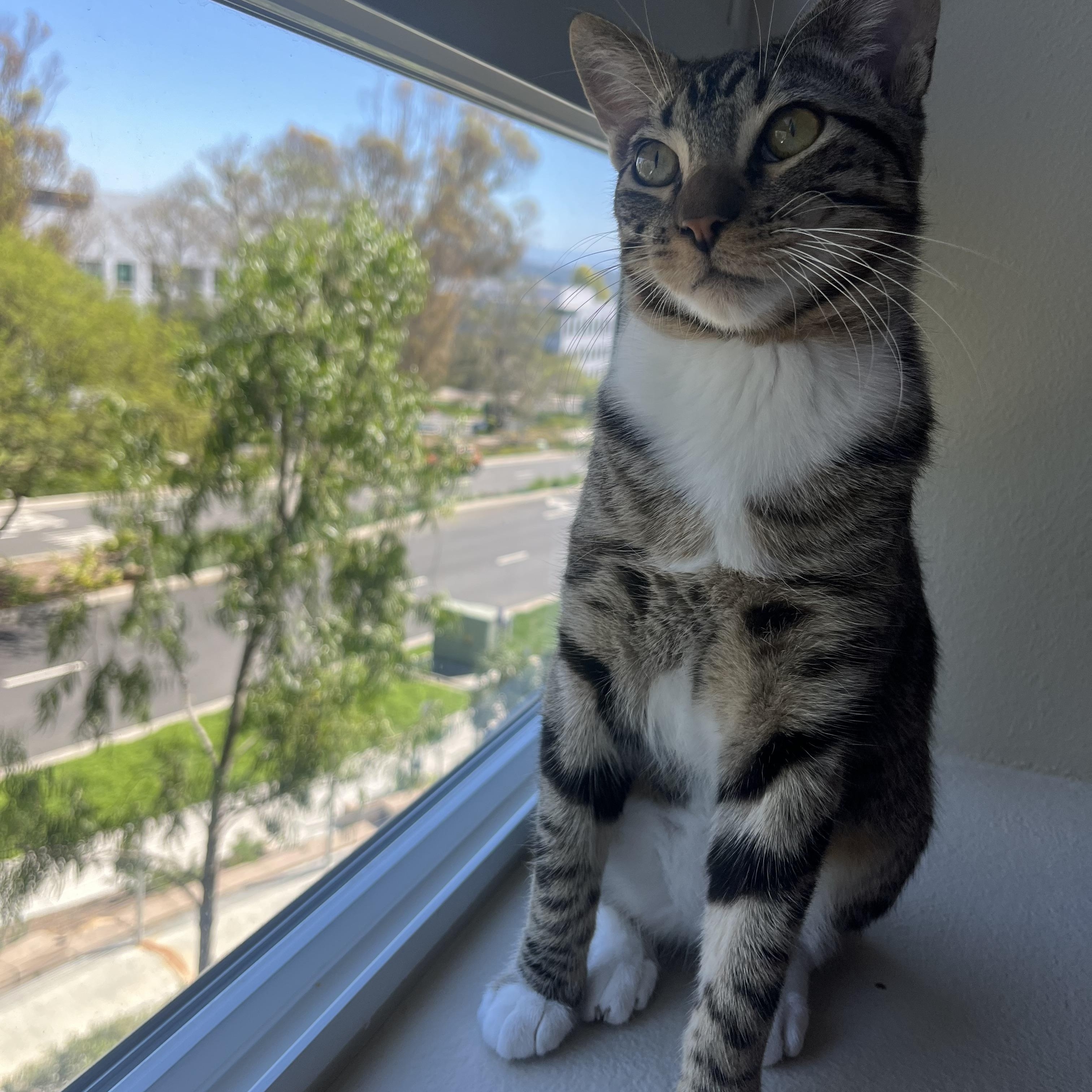 Enlarge Mickey, a ADOPTABLE Domestic Short Hair in Aliso Viejo, CA image 4/5