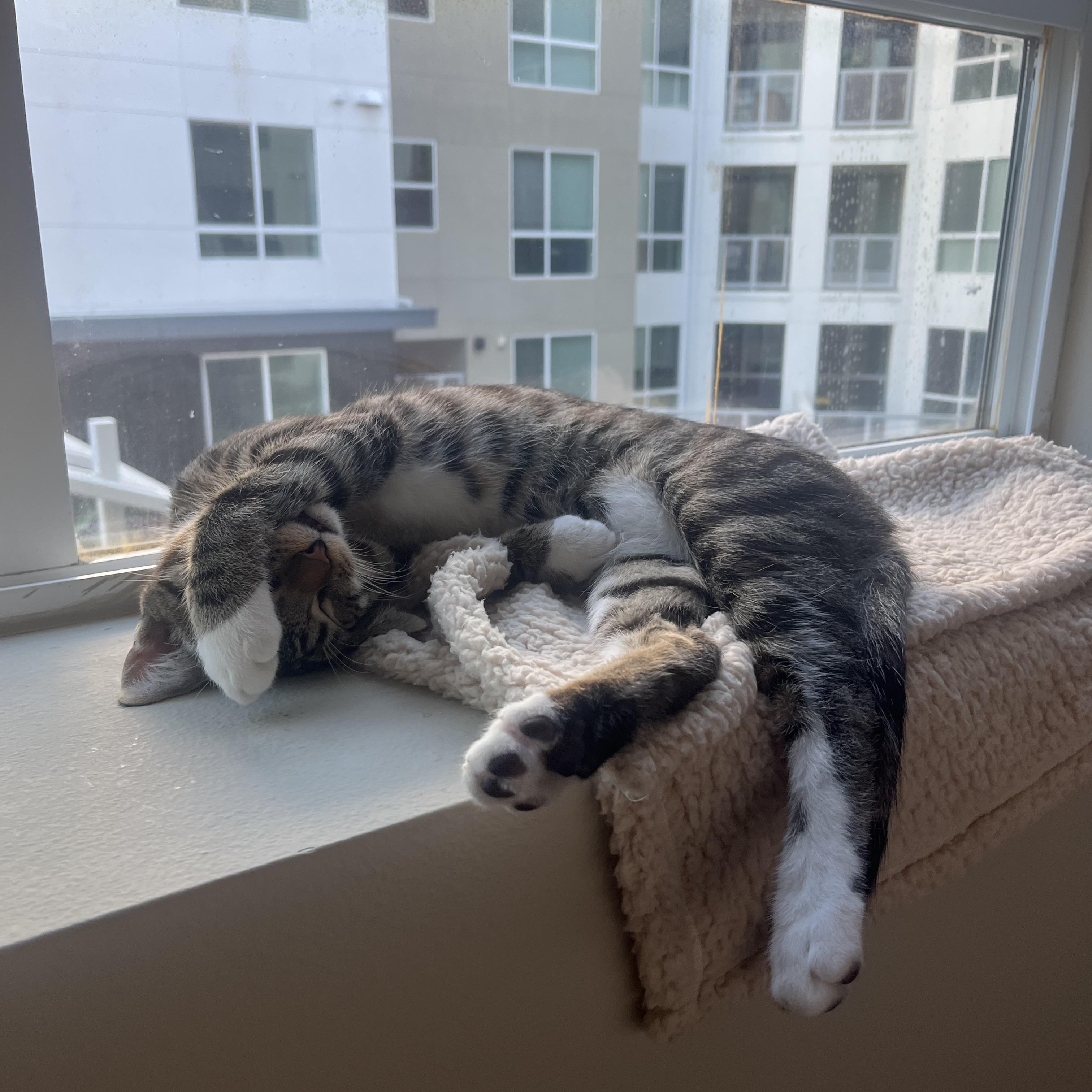 Enlarge Mickey, a ADOPTABLE Domestic Short Hair in Aliso Viejo, CA image 3/5