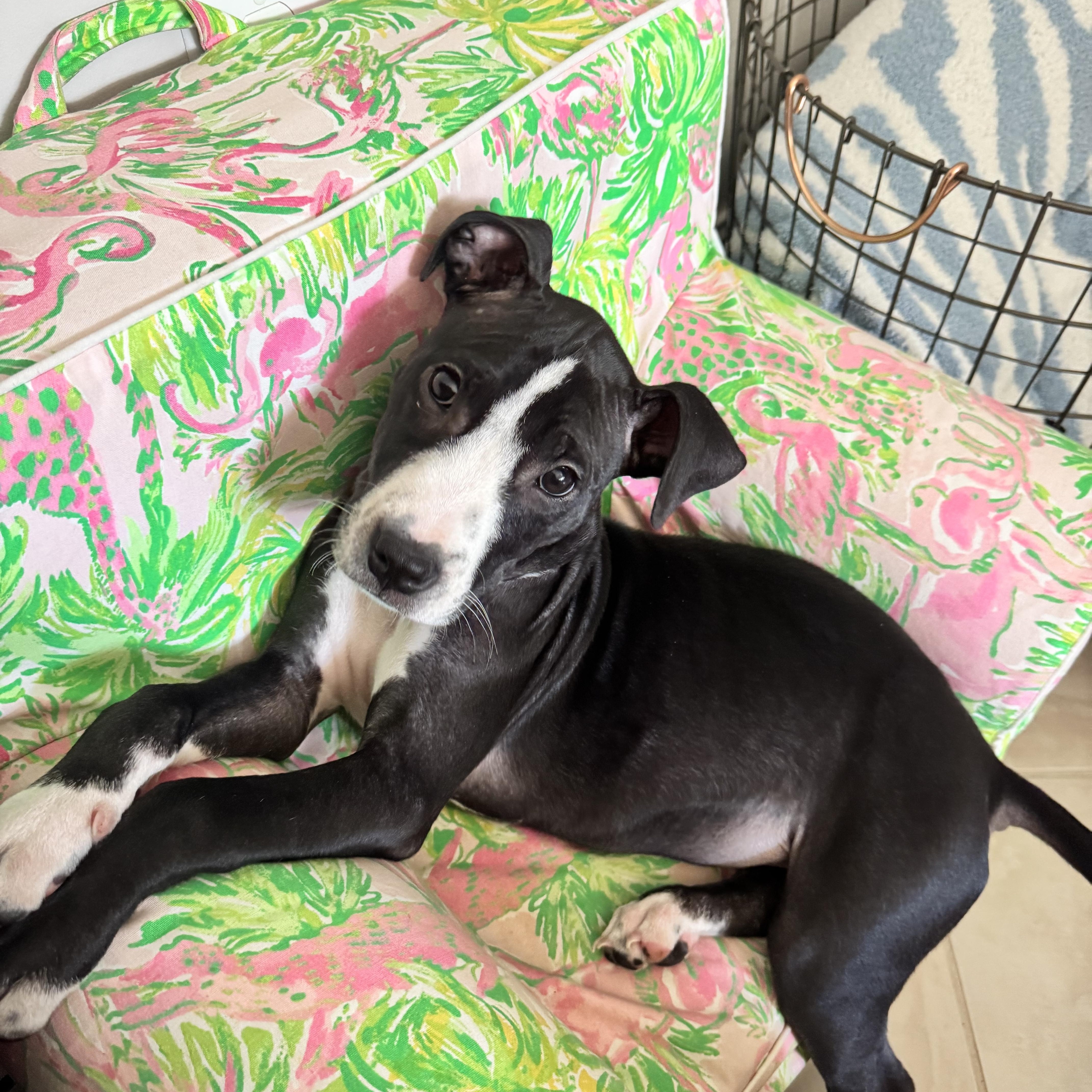 Little Adam, adopted, Puppy Male Bull Terrier & Pit Bull Terrier.