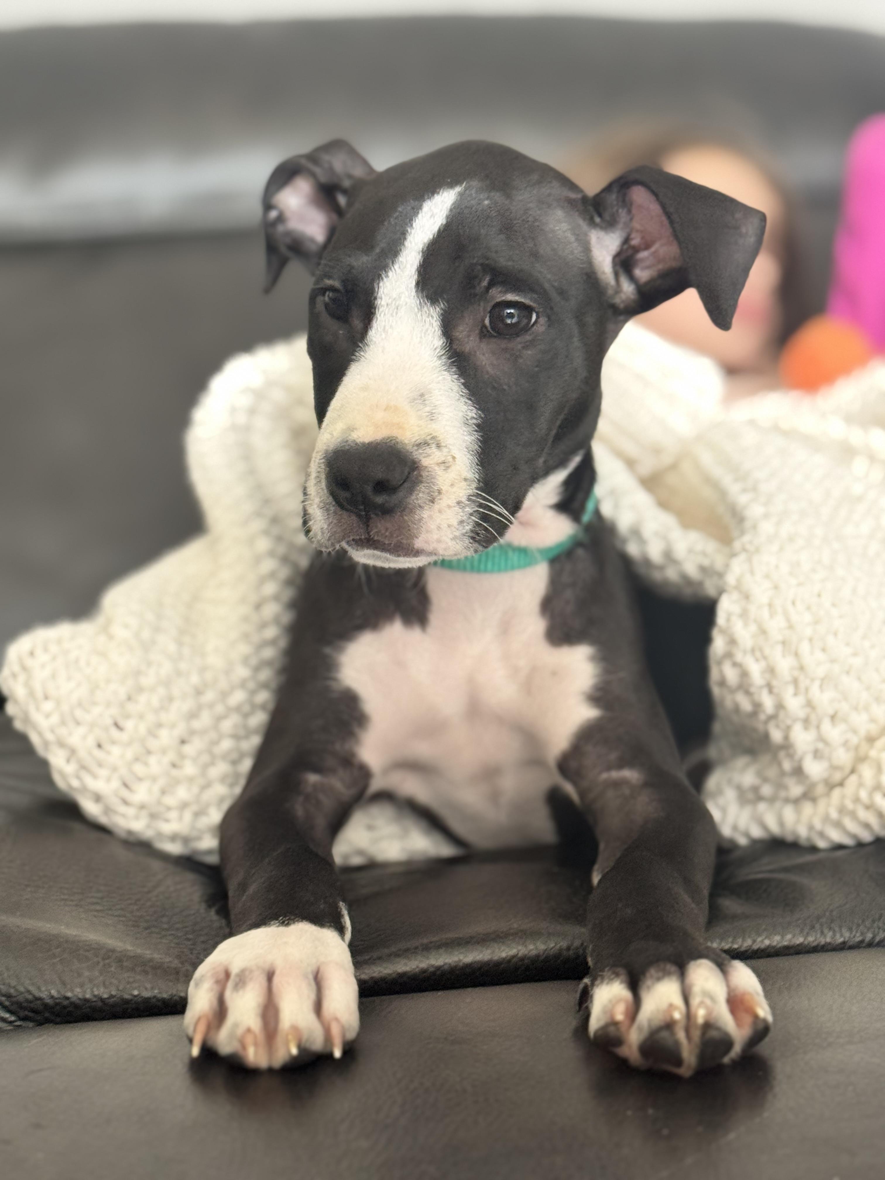 Enlarge Little Adam, an adopted mixed breed in Palm springs, FL image 3/6