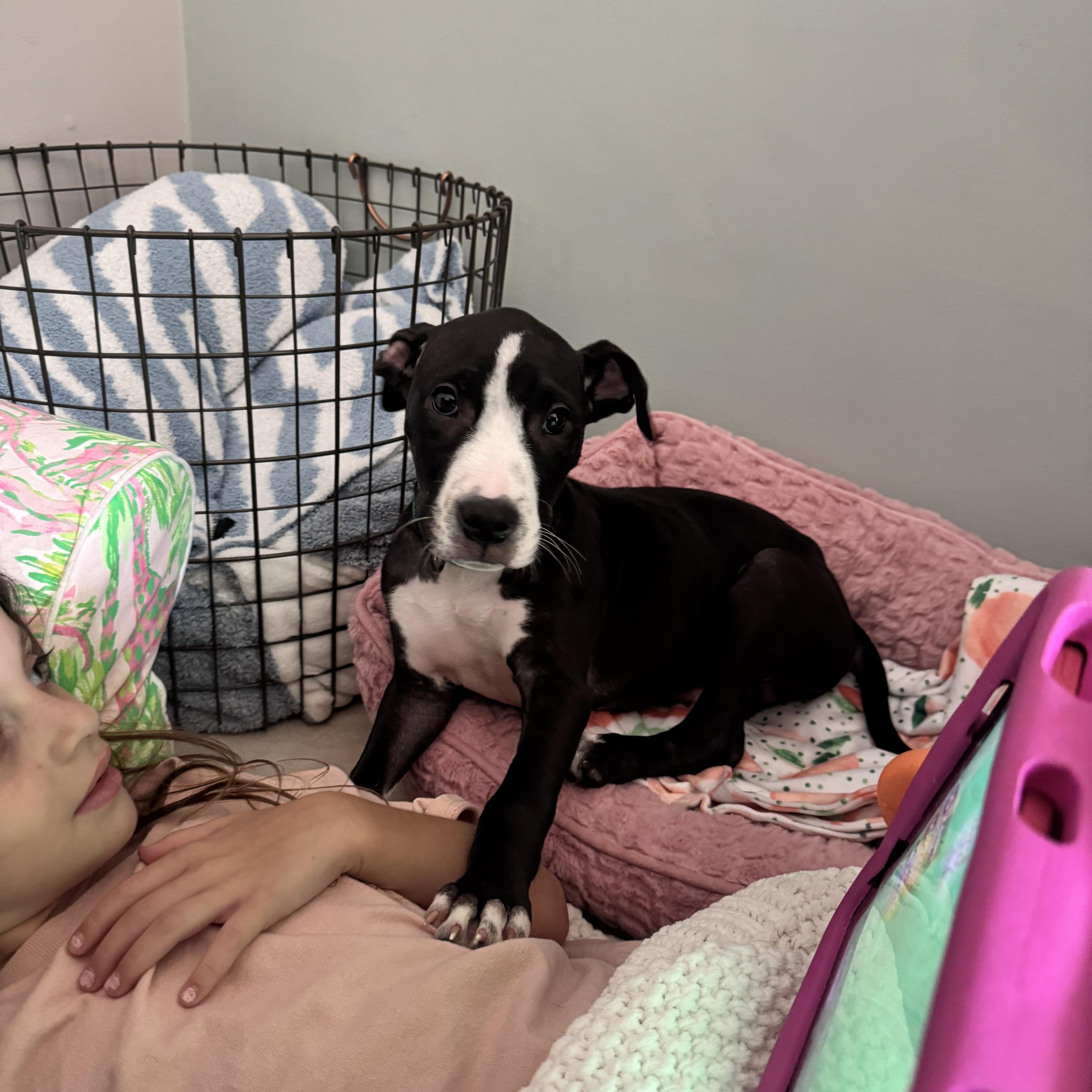 Enlarge Little Adam, an adopted mixed breed in Palm springs, FL image 5/6