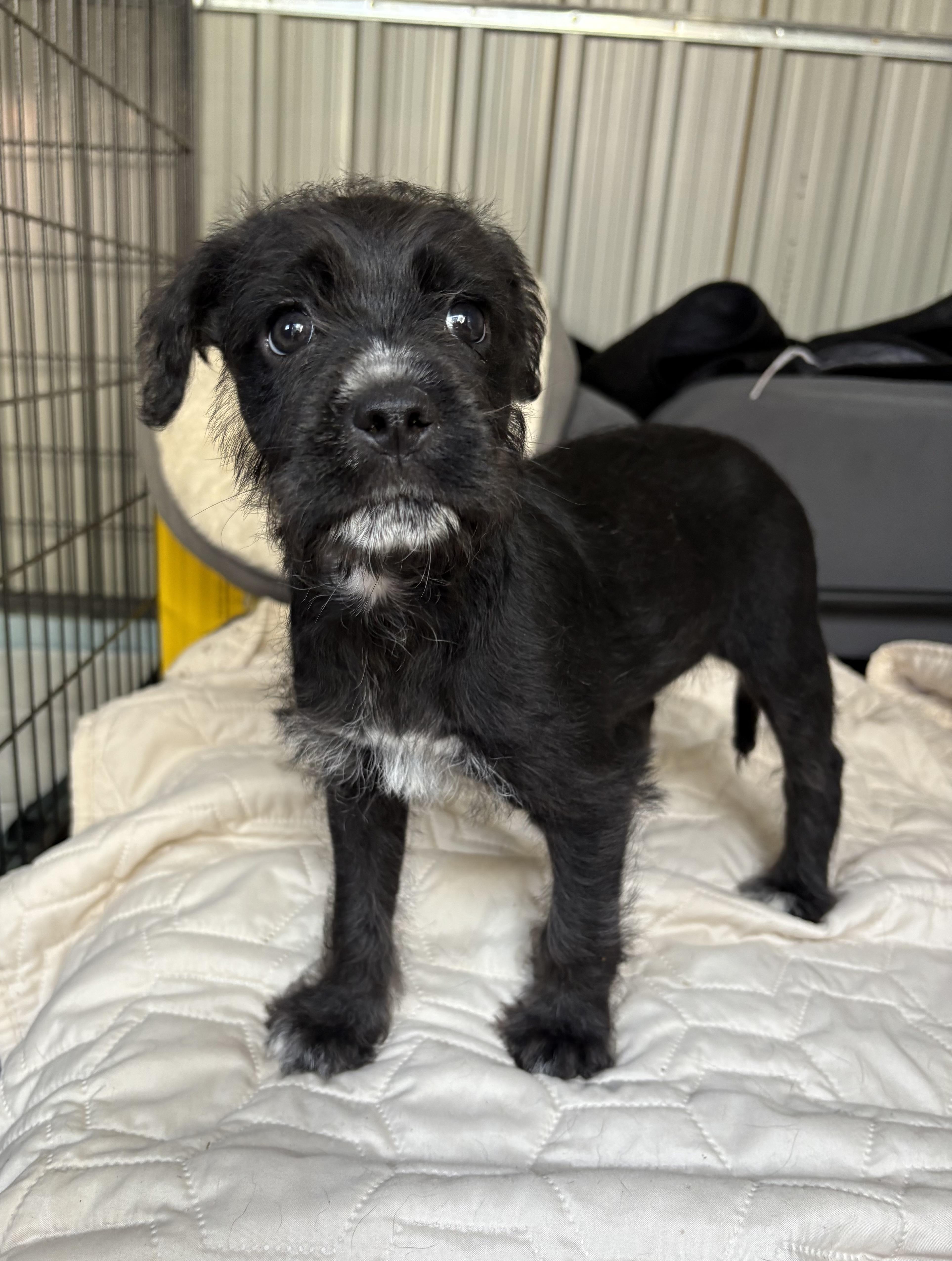 Haulina, an adoptable Maltipoo, Chiweenie in San Diego, CA, 92120 | Photo Image 3