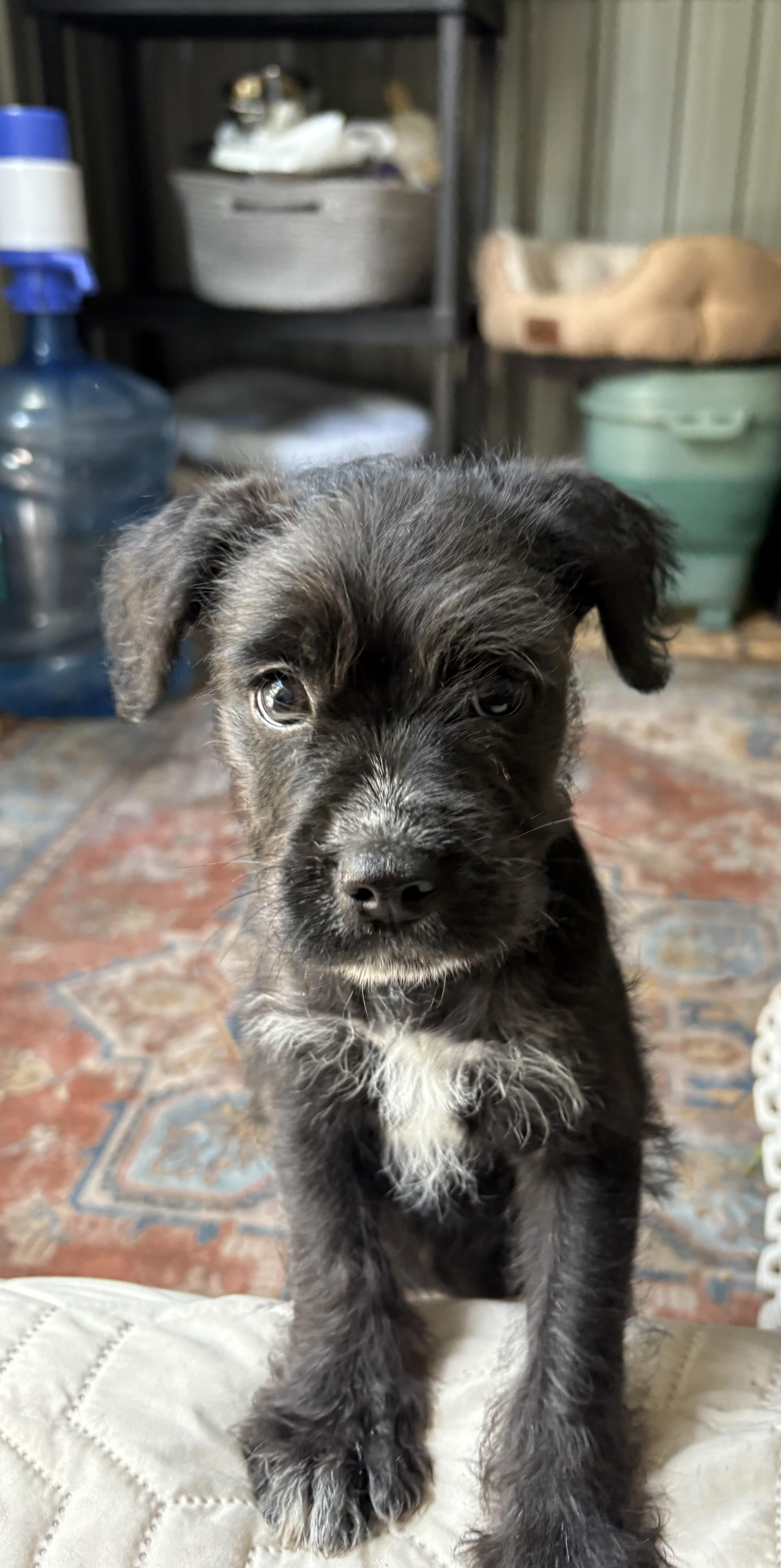 Haulina, an adoptable Maltipoo, Chiweenie in San Diego, CA, 92120 | Photo Image 2