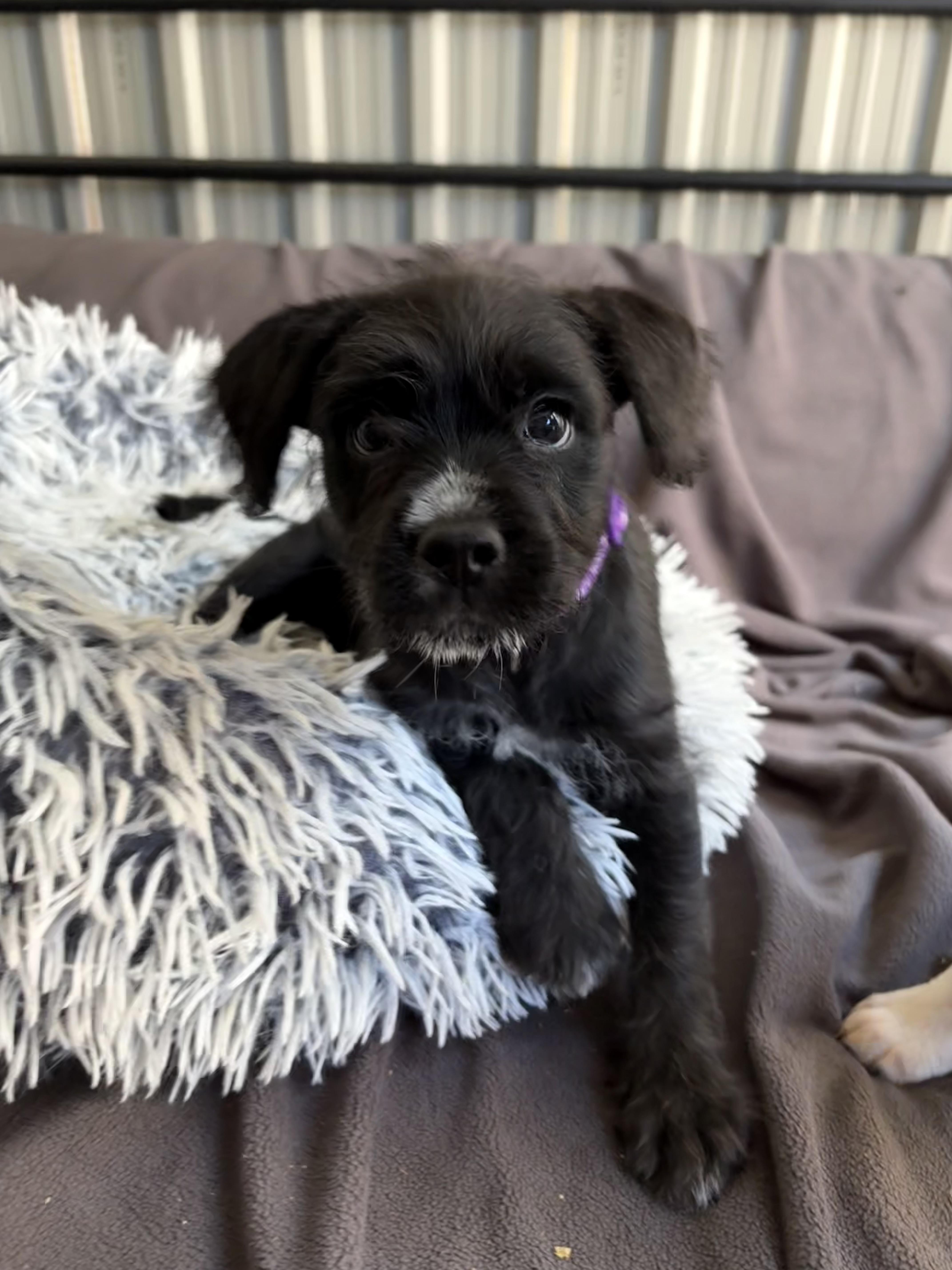 Haulina, an adoptable Maltipoo, Chiweenie in San Diego, CA, 92120 | Photo Image 1