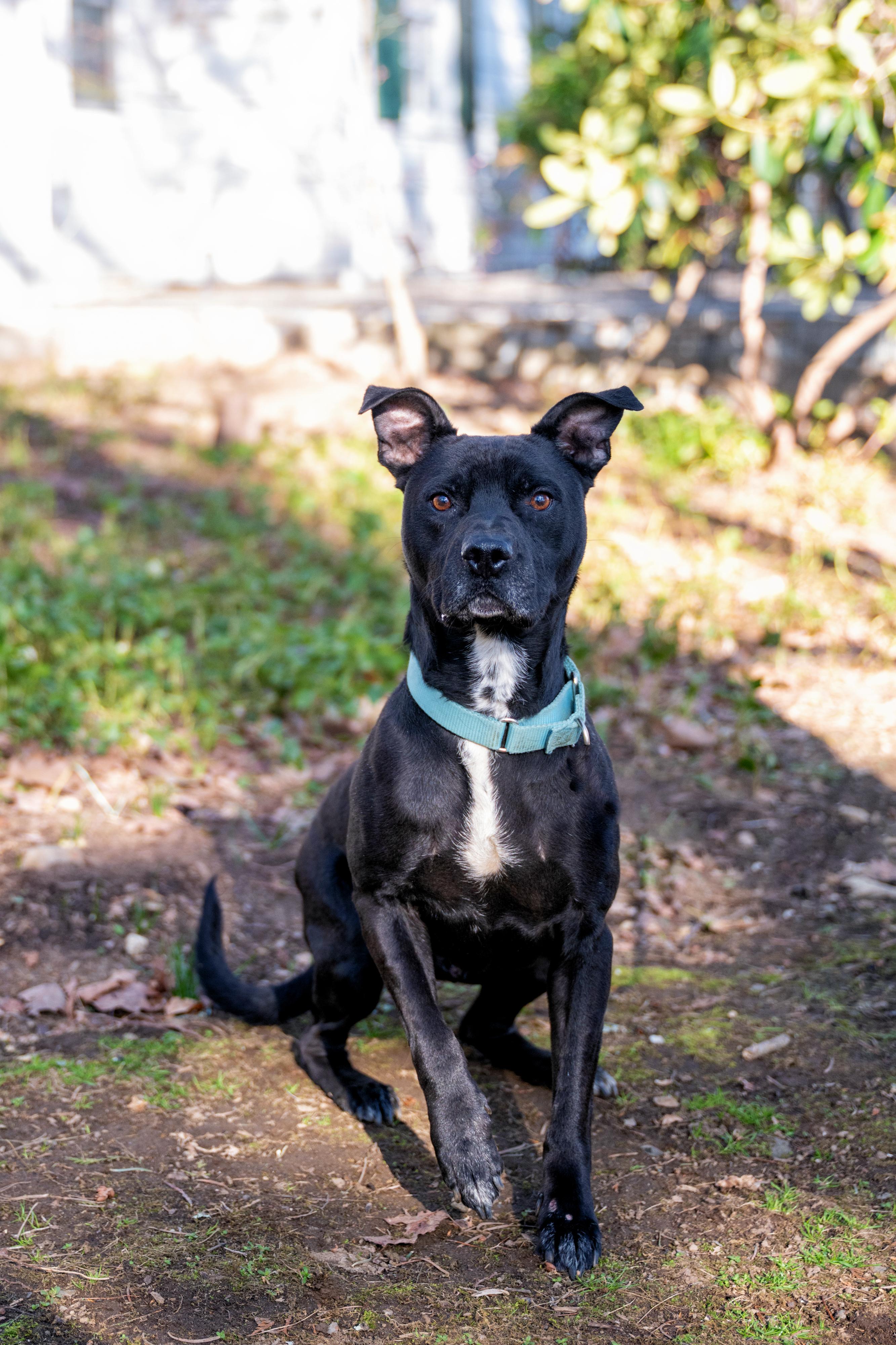 Enlarge Sport, a Adoptable mixed breed in Danbury, CT image 1/6