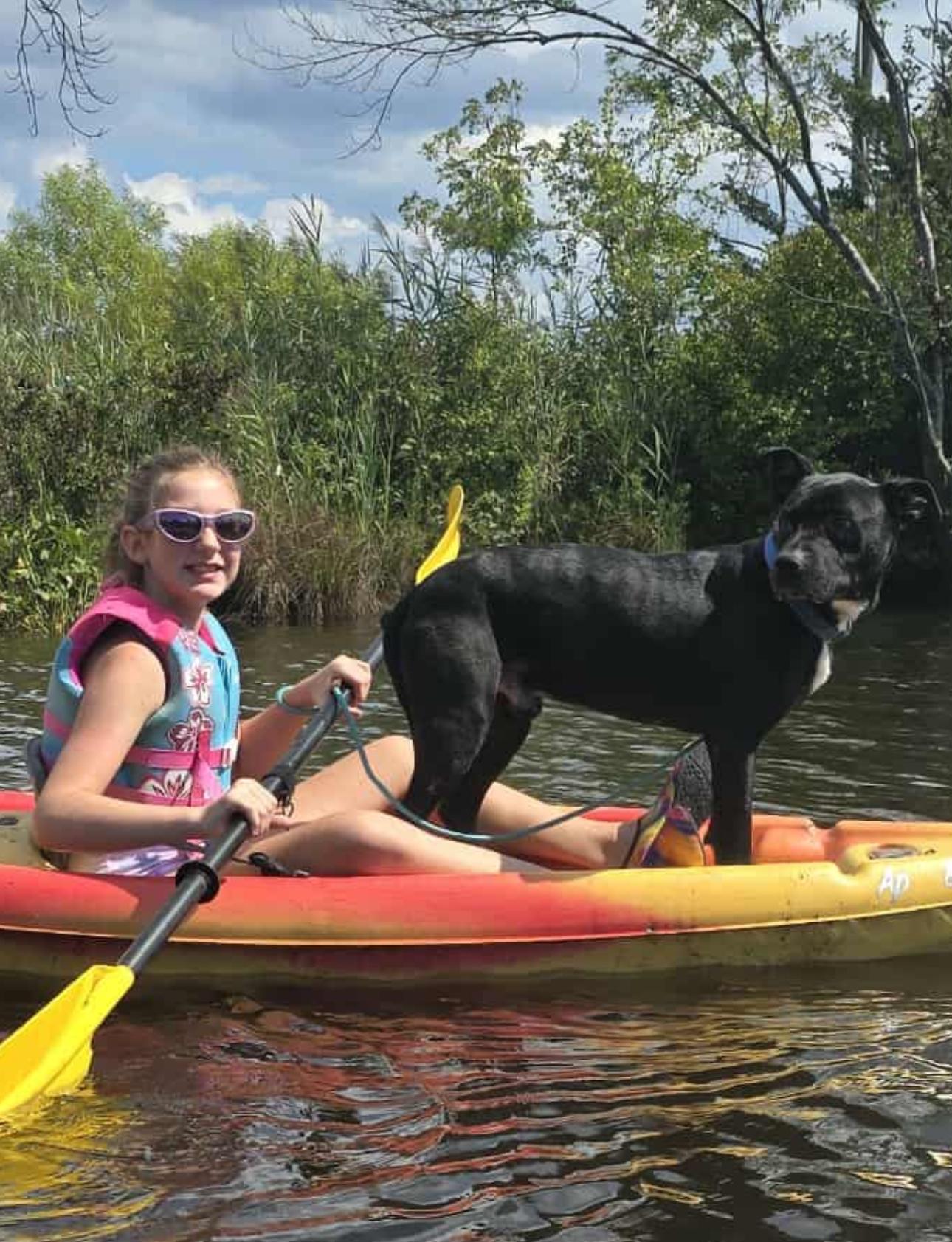 Enlarge Sport, a Adoptable mixed breed in Bayville, NJ image 5/5