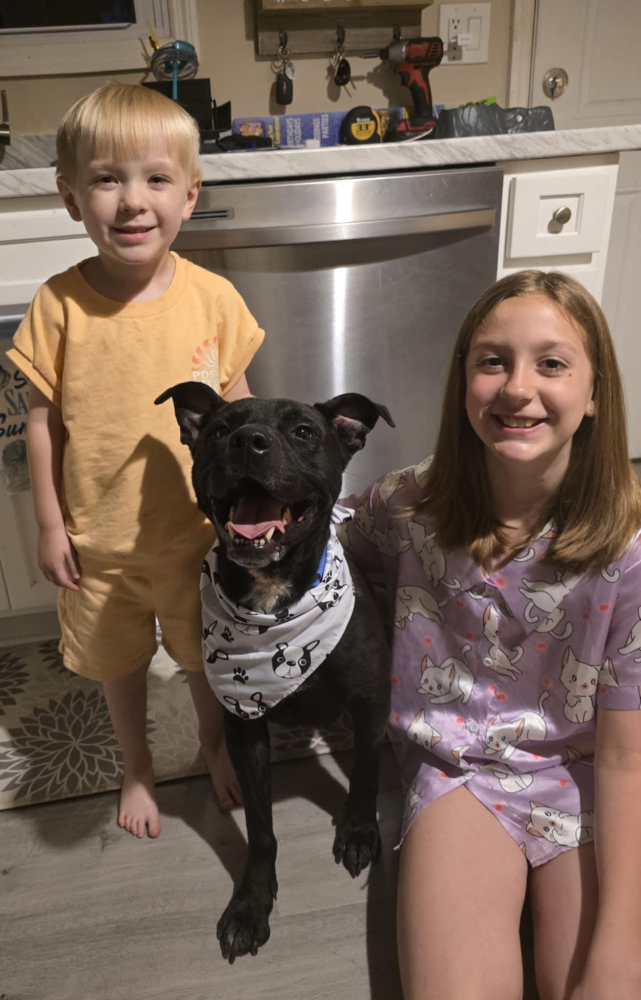 Enlarge Sport, a Adoptable mixed breed in Bayville, NJ image 2/5