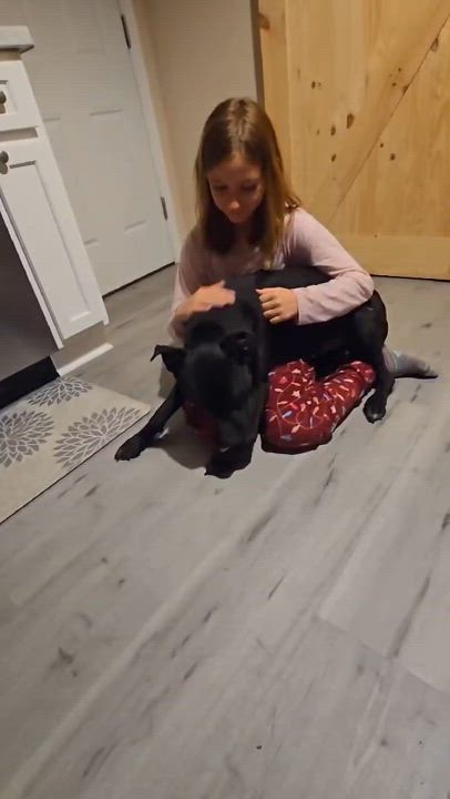 Enlarge Sport, a Adoptable mixed breed in Bayville, NJ video 4/5