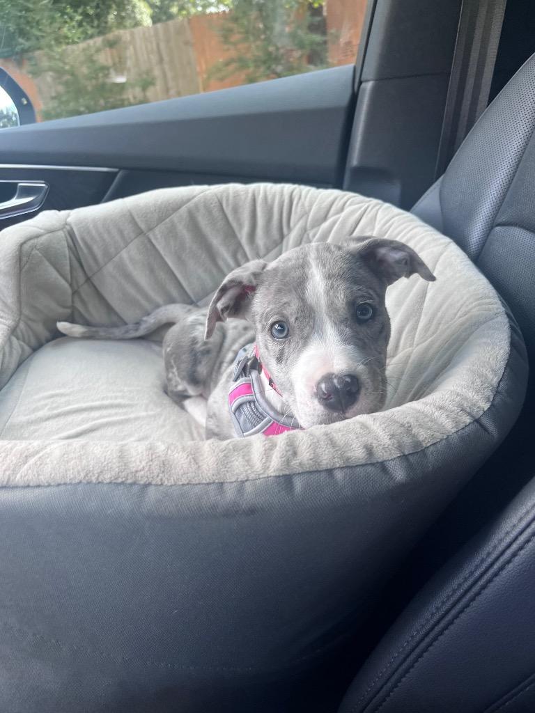 Lola, Adopted, Puppy Female Pit Bull Terrier.