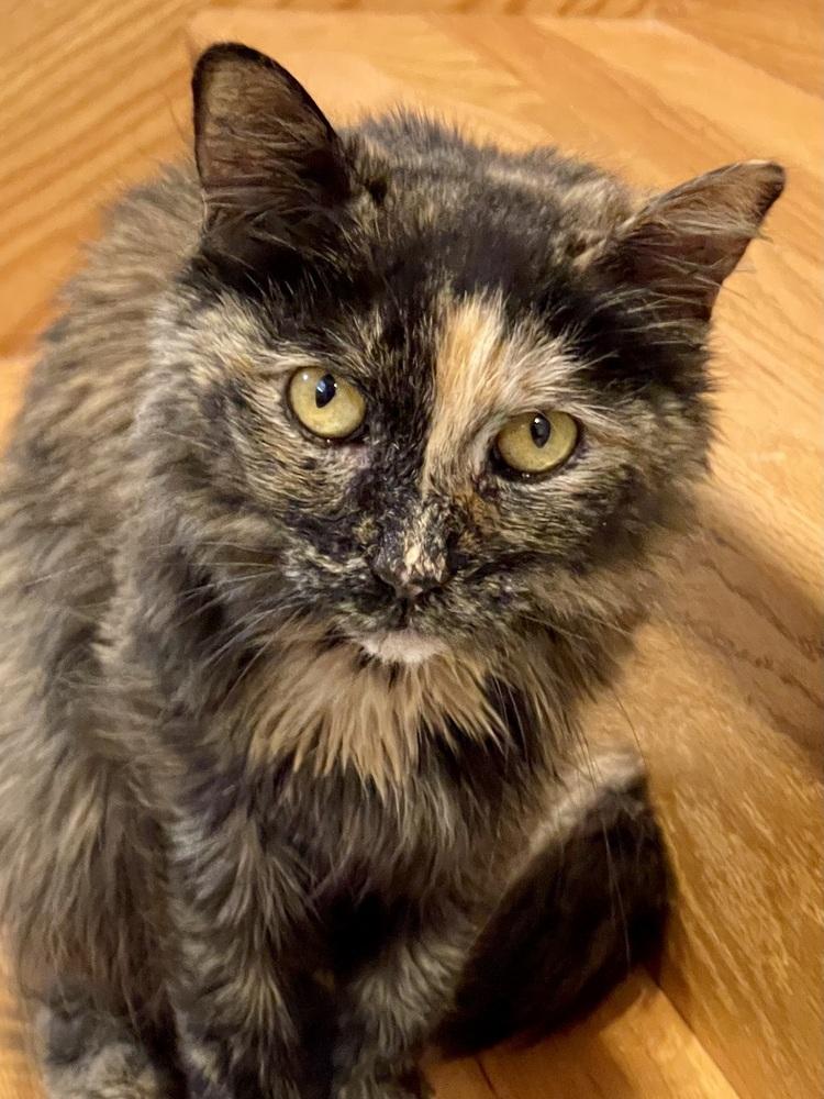 Capri — thumbnail 2