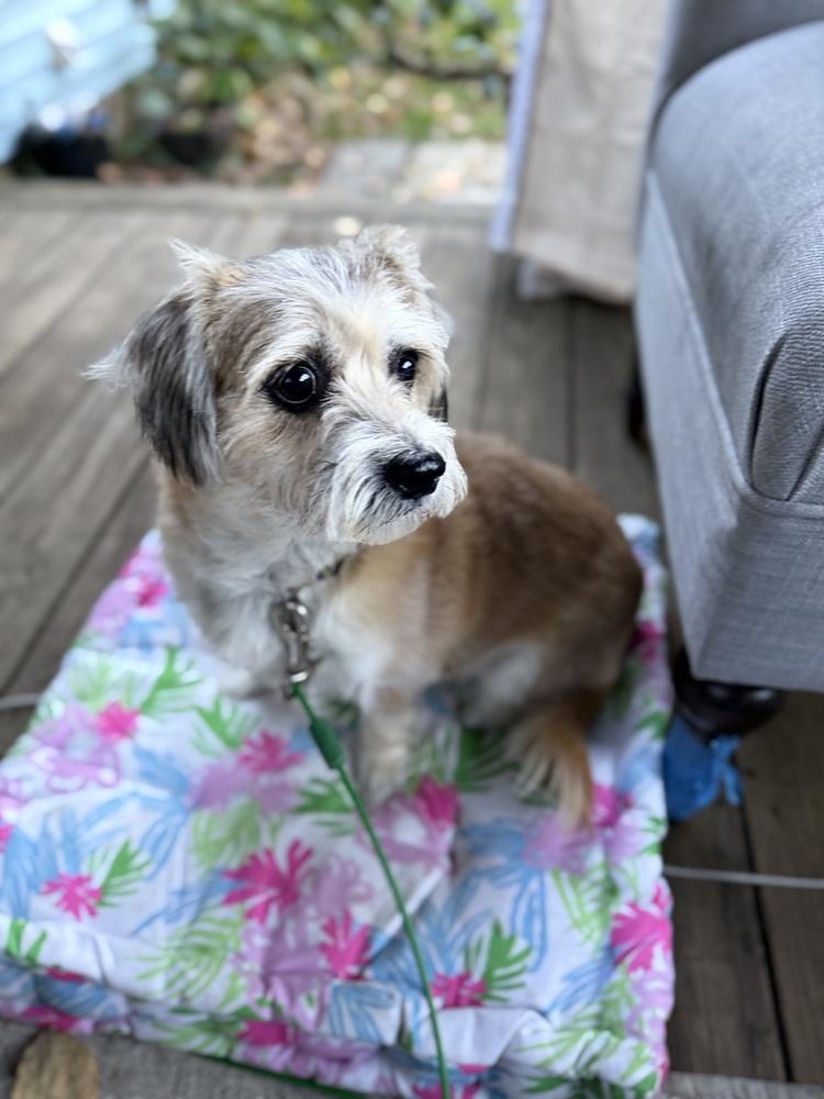 Savannah, Adoptable, Adult Female Corgi.