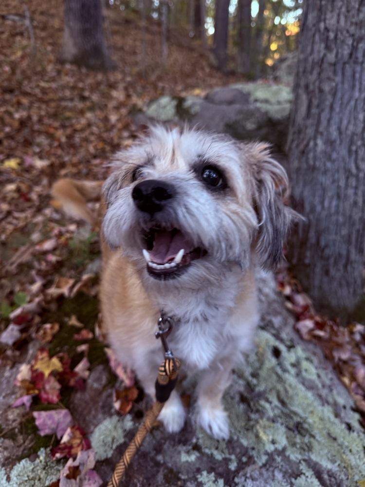 Enlarge Savannah, a Adoptable mixed breed in Middletown, CT image 2/6