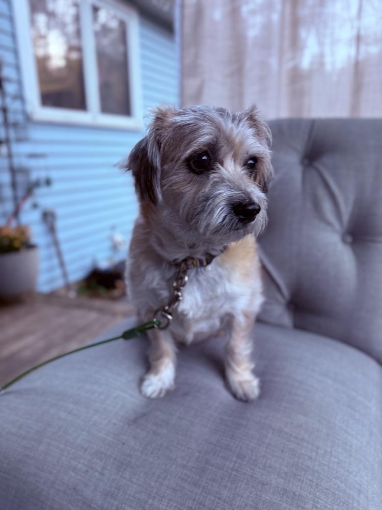 Enlarge Savannah, a Adoptable mixed breed in Middletown, CT image 5/6