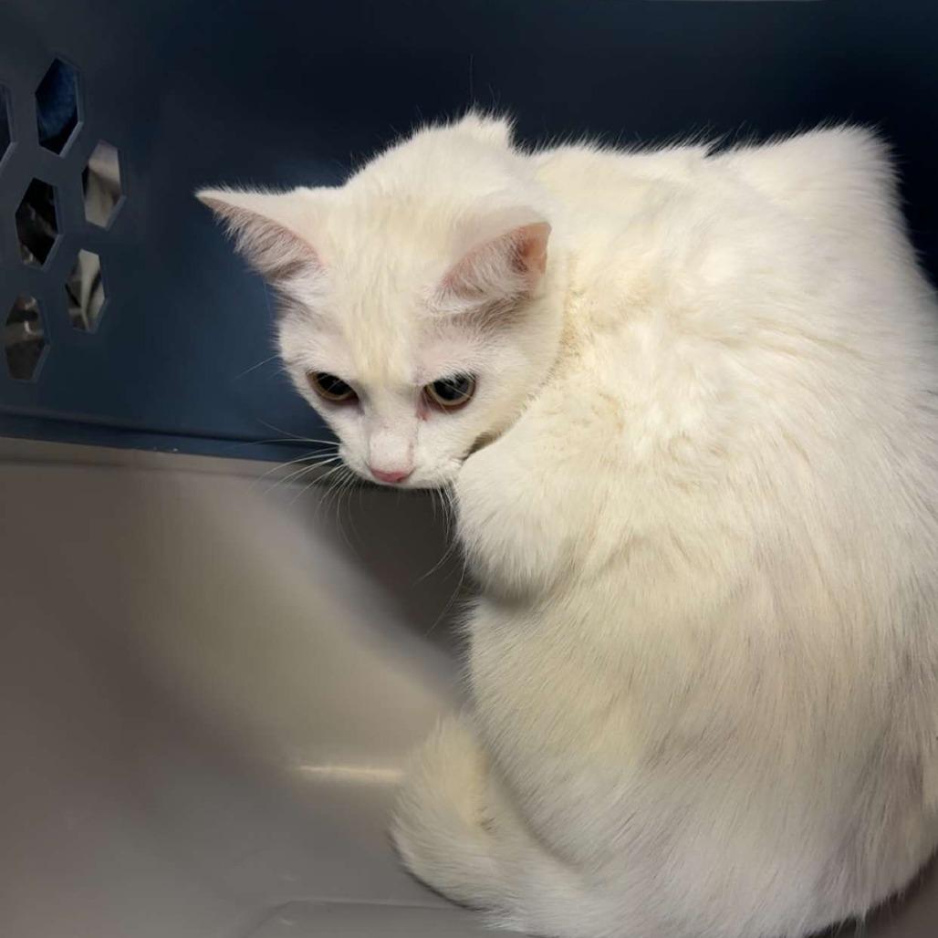 Enlarge Zora, a Adoptable Domestic Short Hair in Evansville, IN image 1/2