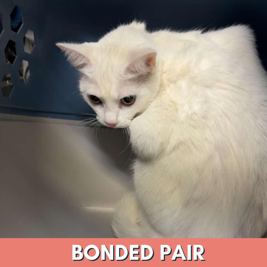 Enlarge Zora, a Adoptable Domestic Short Hair in Evansville, IN image 2/2