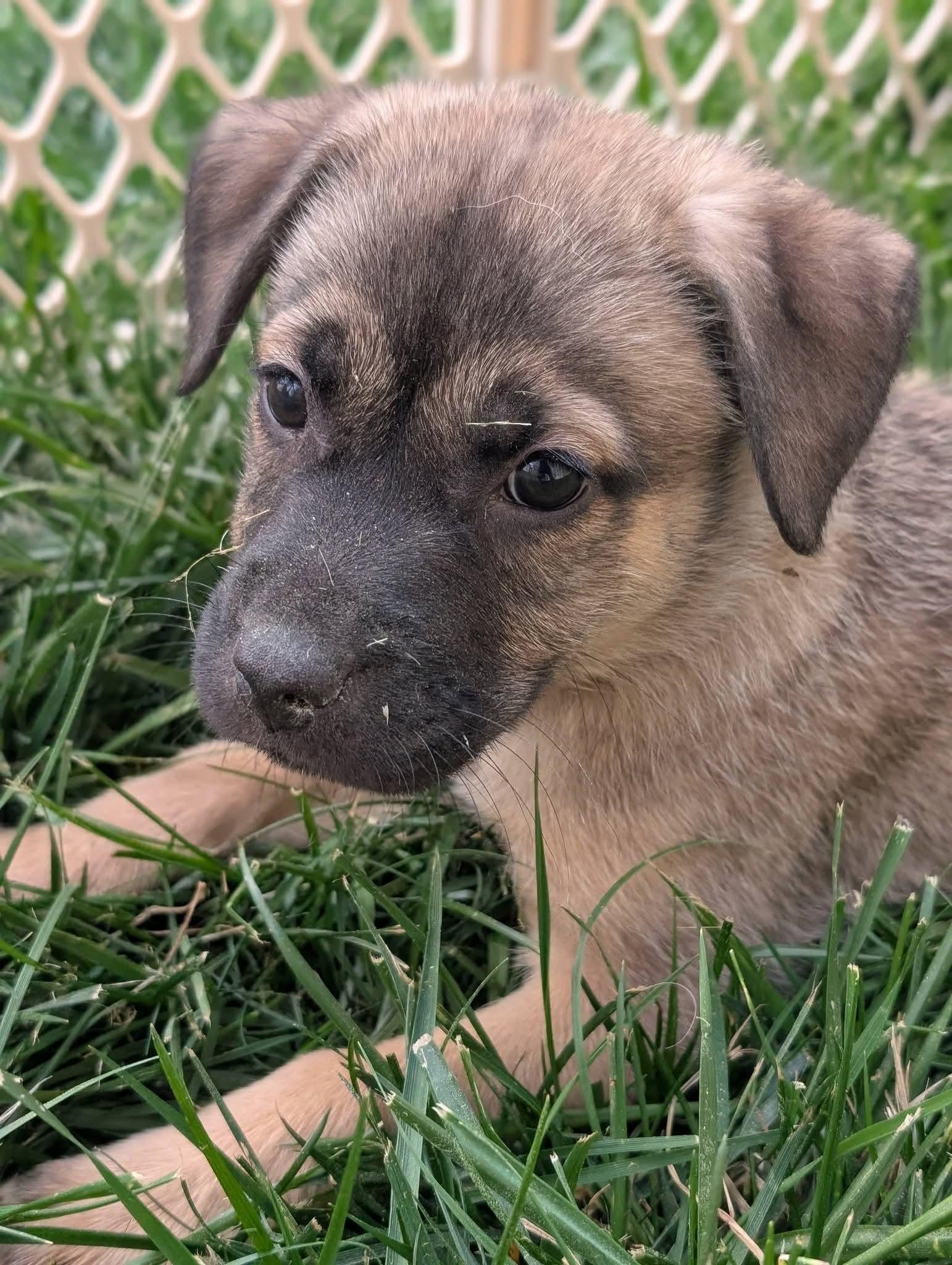 Pancho, a Adopted mixed breed in Holly Springs, NC image 1/3