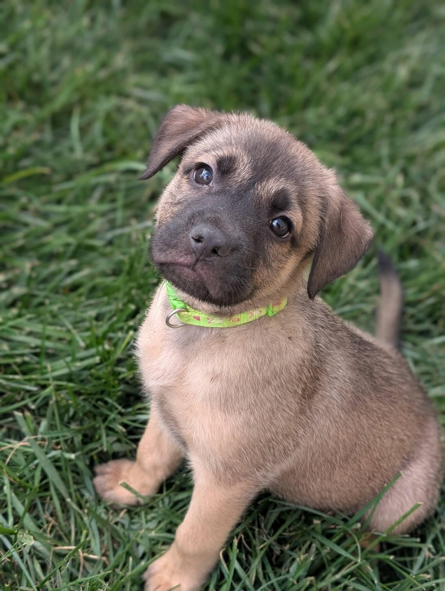 Pancho, a Adopted mixed breed in Holly Springs, NC image 2/3