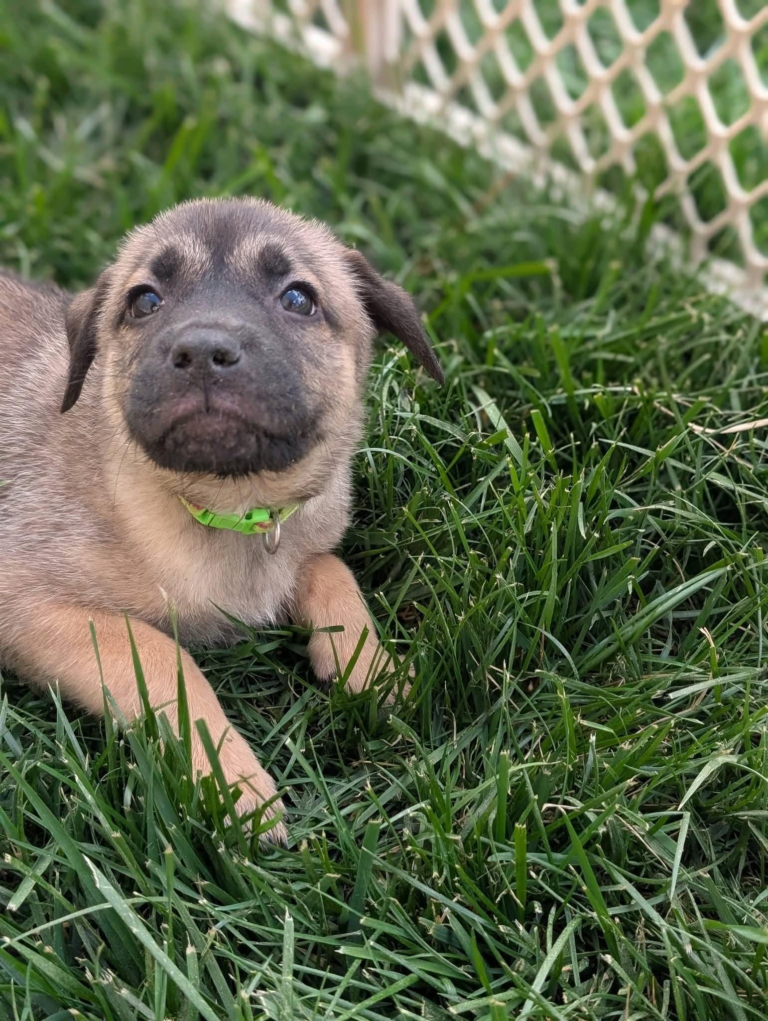 Pancho, a Adopted mixed breed in Holly Springs, NC image 3/3