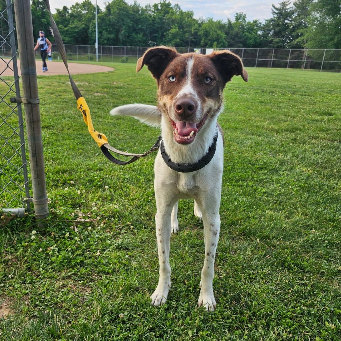Maverick , ADOPTABLE, Young Male Border Collie.