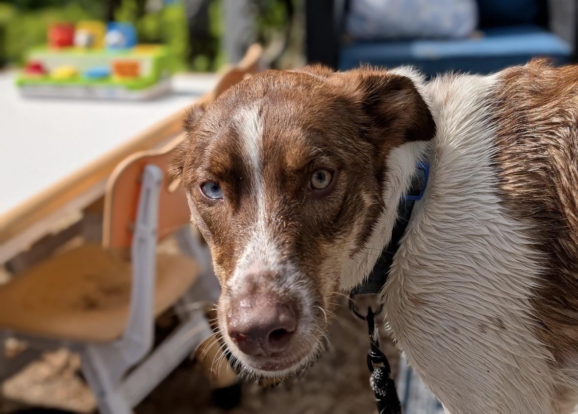Maverick , a ADOPTABLE mixed breed in Chesapeake Beach, MD image 5/6