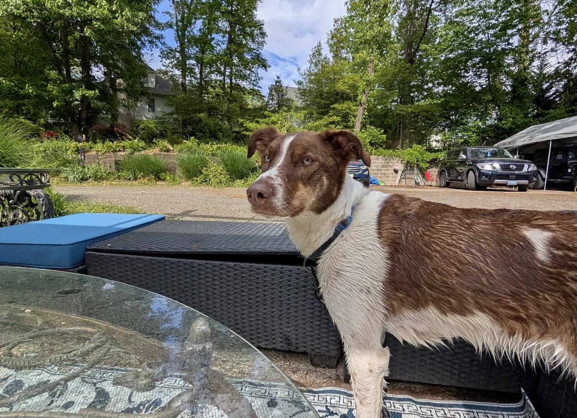 Maverick , a ADOPTABLE mixed breed in Chesapeake Beach, MD image 6/6