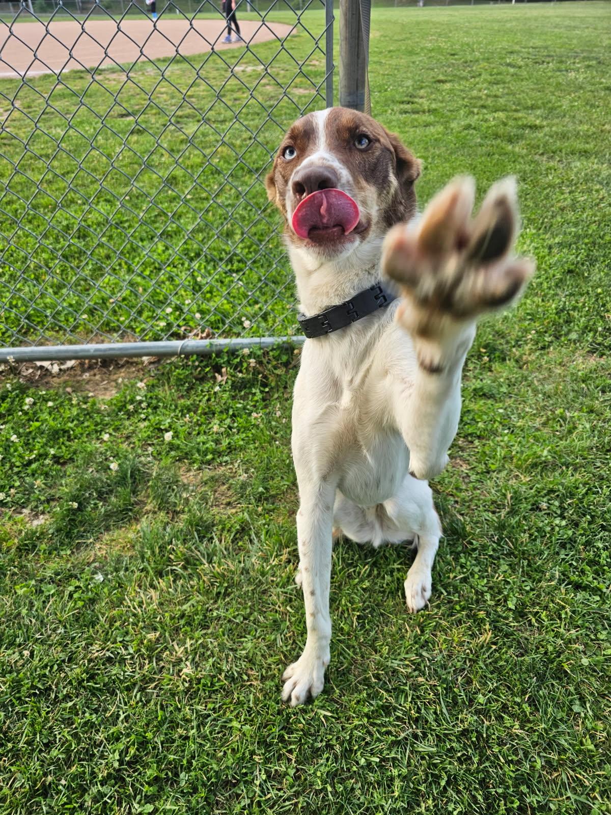 Maverick , a ADOPTABLE mixed breed in Chesapeake Beach, MD image 4/6